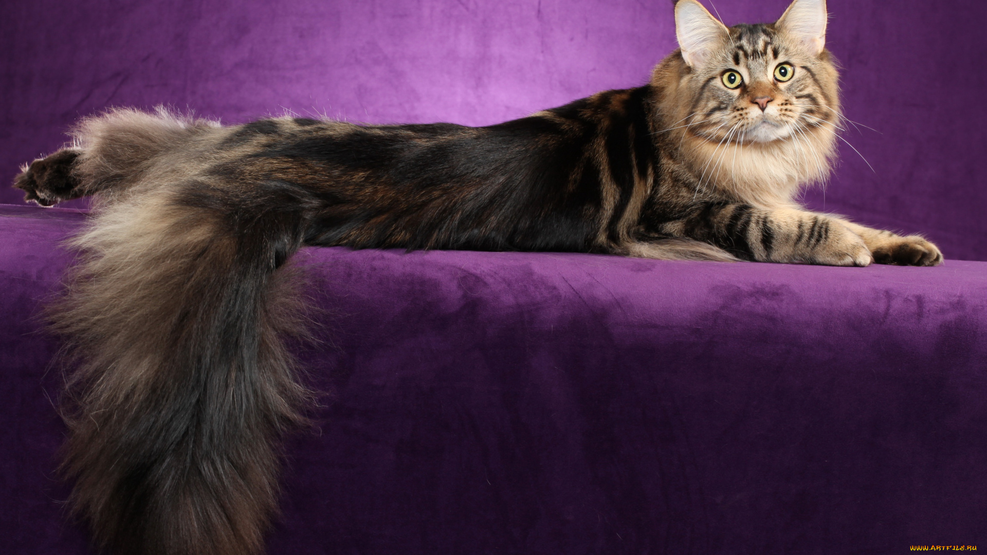 maine, coon, животные, коты, кошка