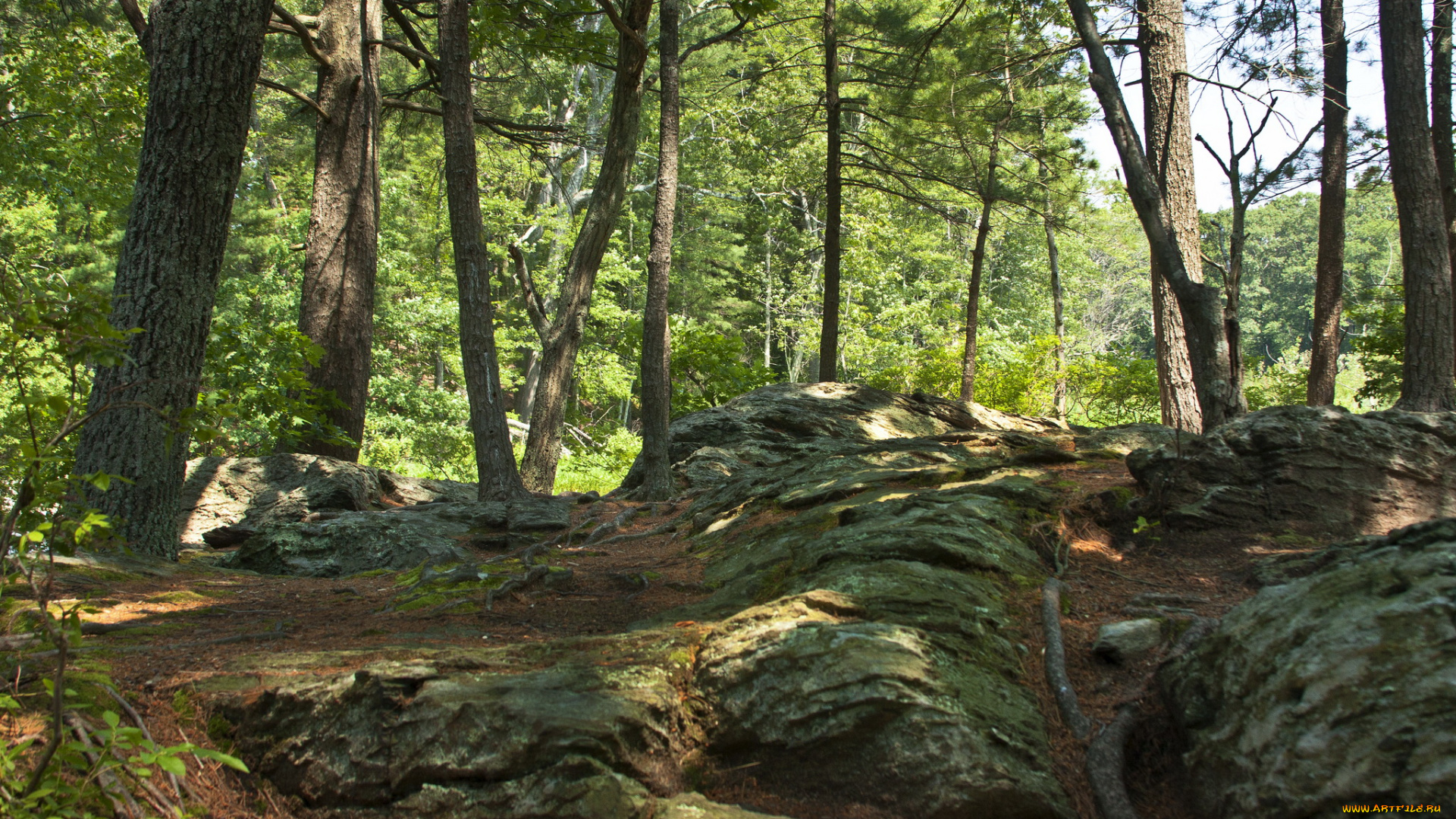 massachusetts, usa, природа, лес