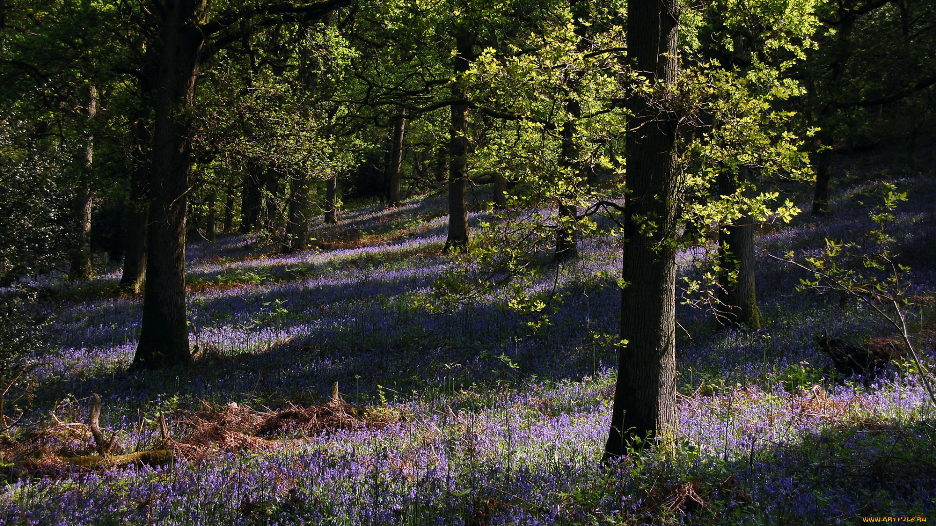 природа, лес, деревья, цветы