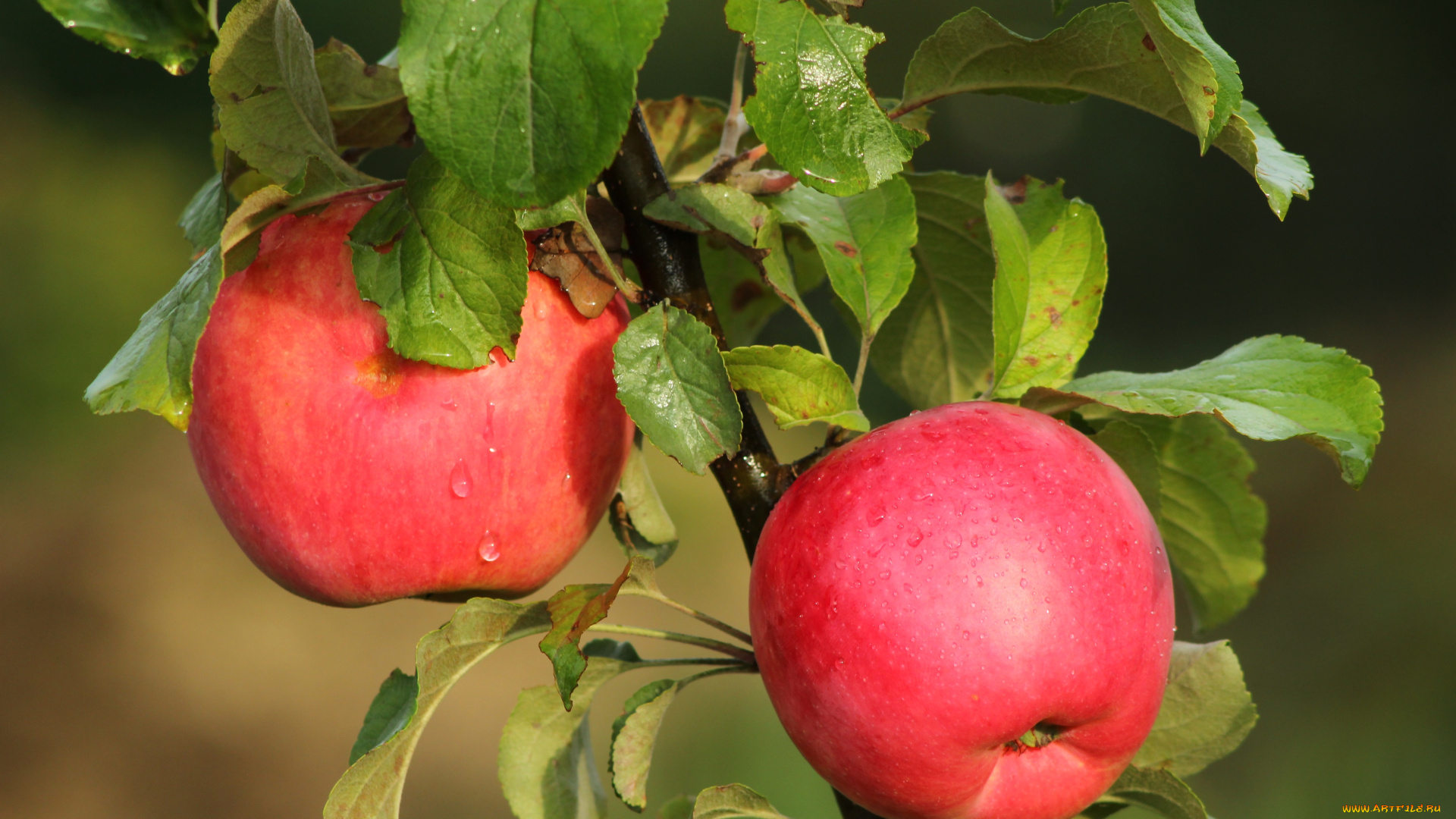 природа, плоды, наливные, макро