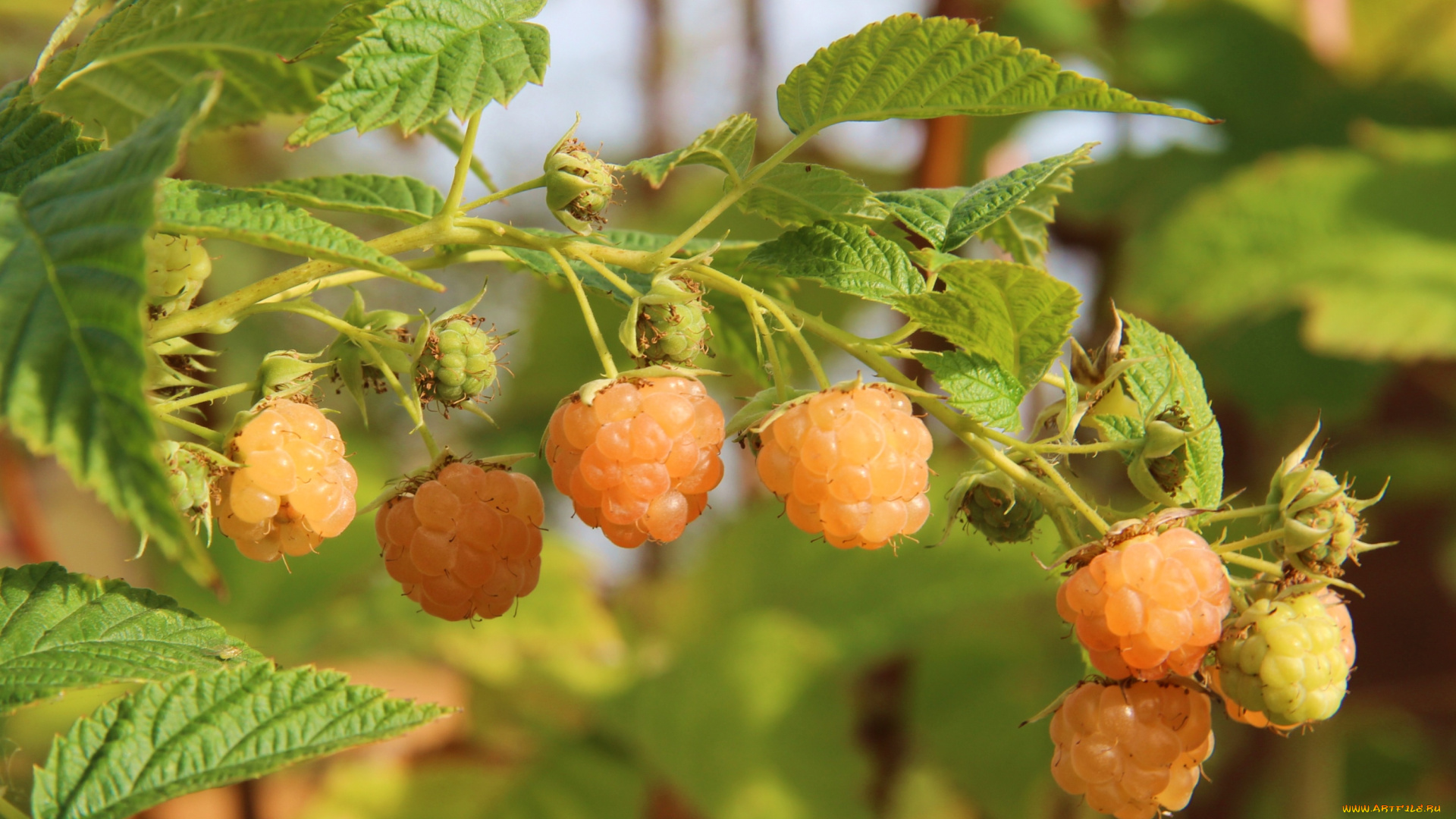 природа, Ягоды, малина