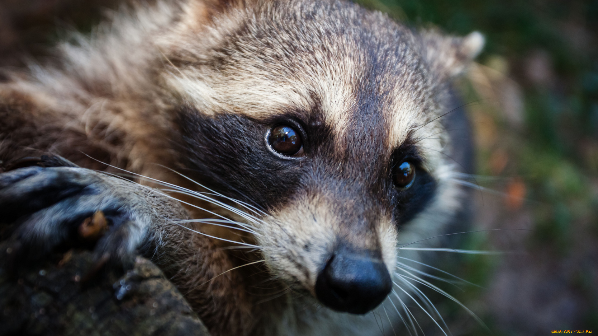 животные, еноты, портрет, мордочка