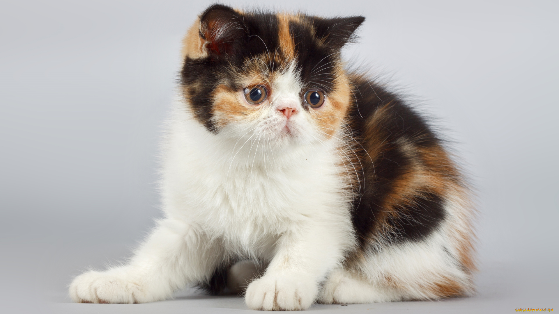 животные, коты, котенок