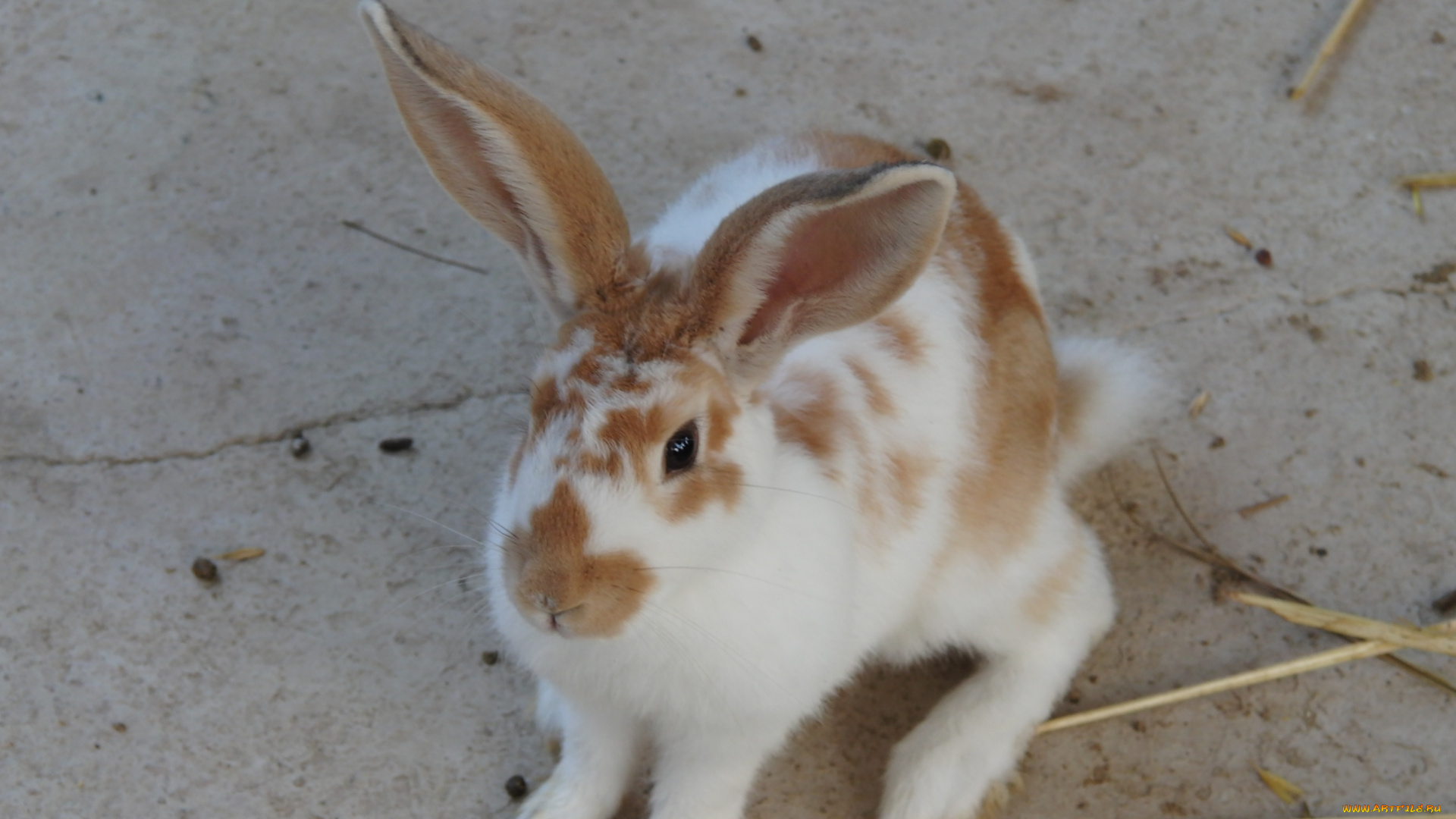 животные, кролики, зайцы, кролик