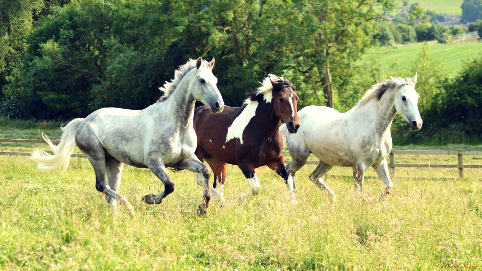 животные, лошади, тройка, бег