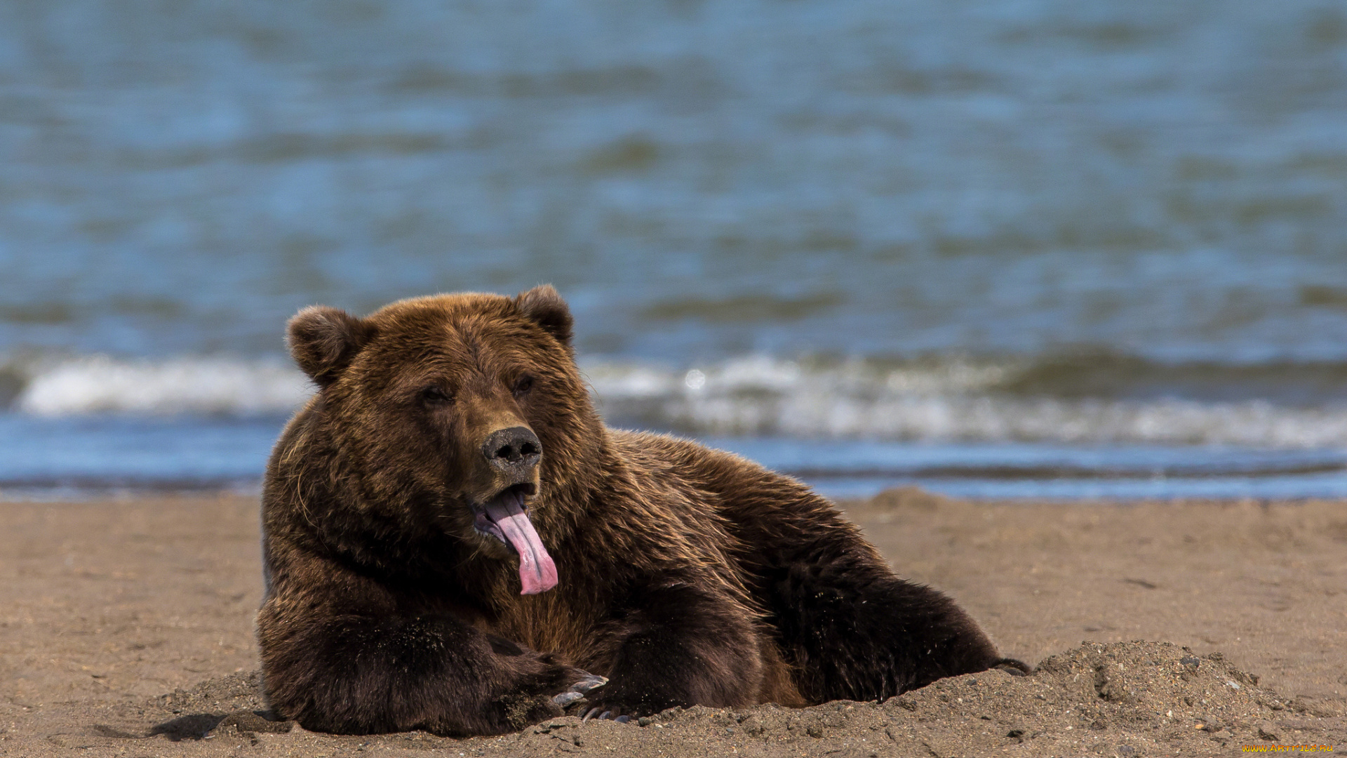 животные, медведи, бурый, пляж, язык