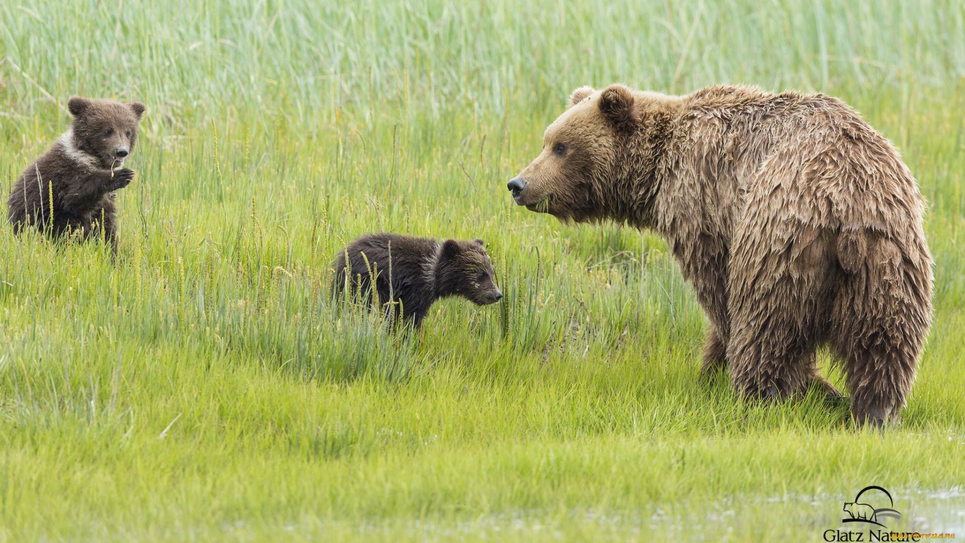 животные, медведи, мама, малыши