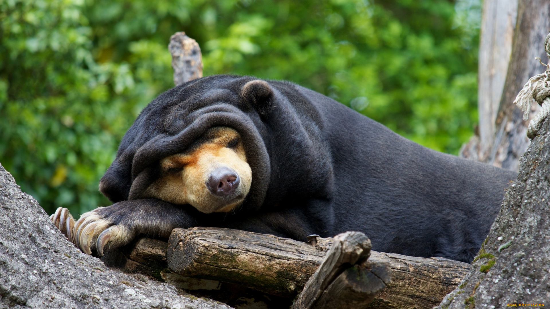 животные, медведи, сон