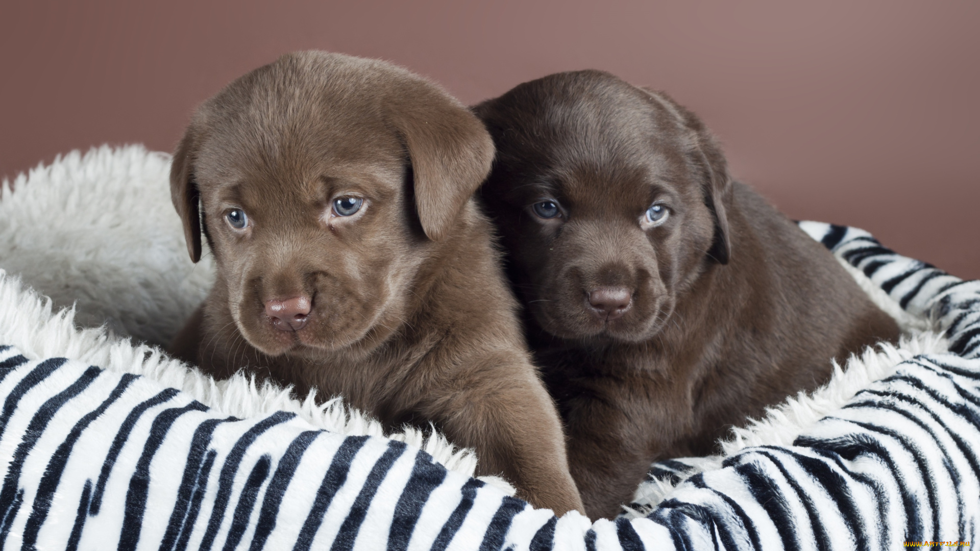животные, собаки, лабрадор