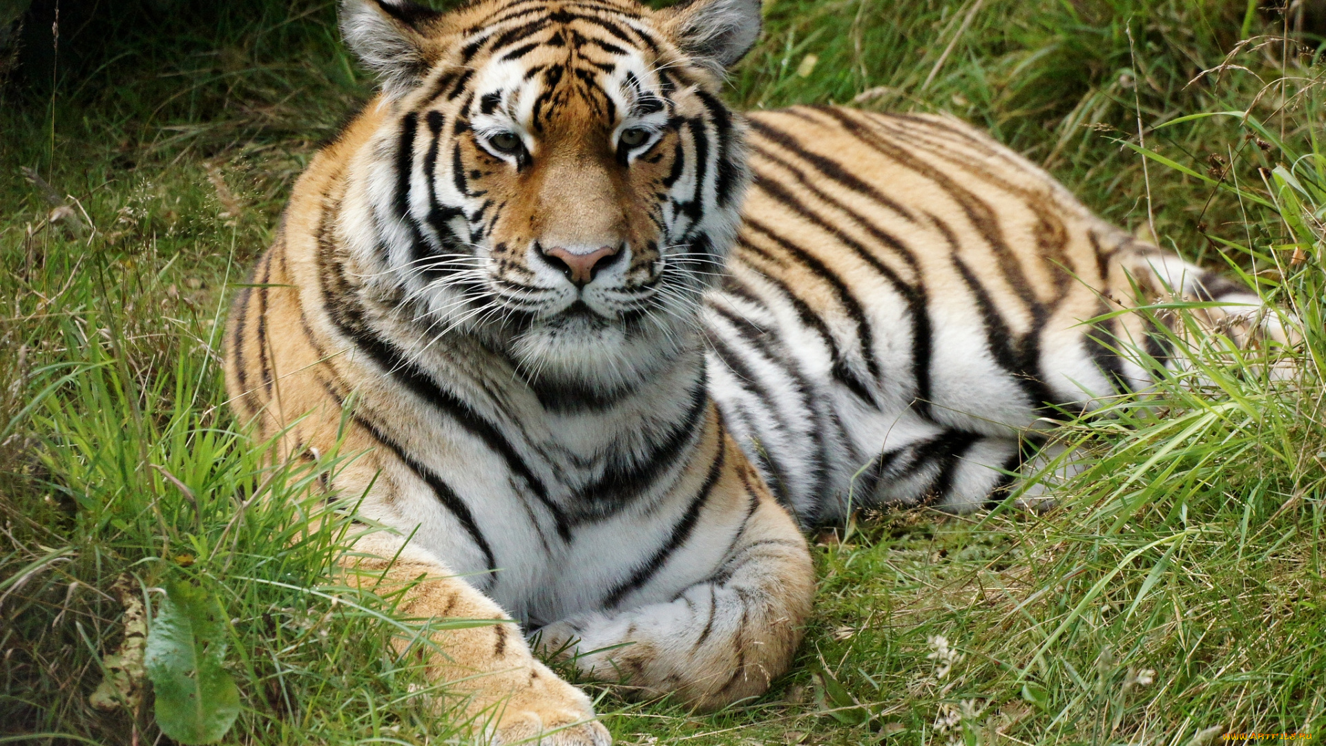 животные, тигры, хищник