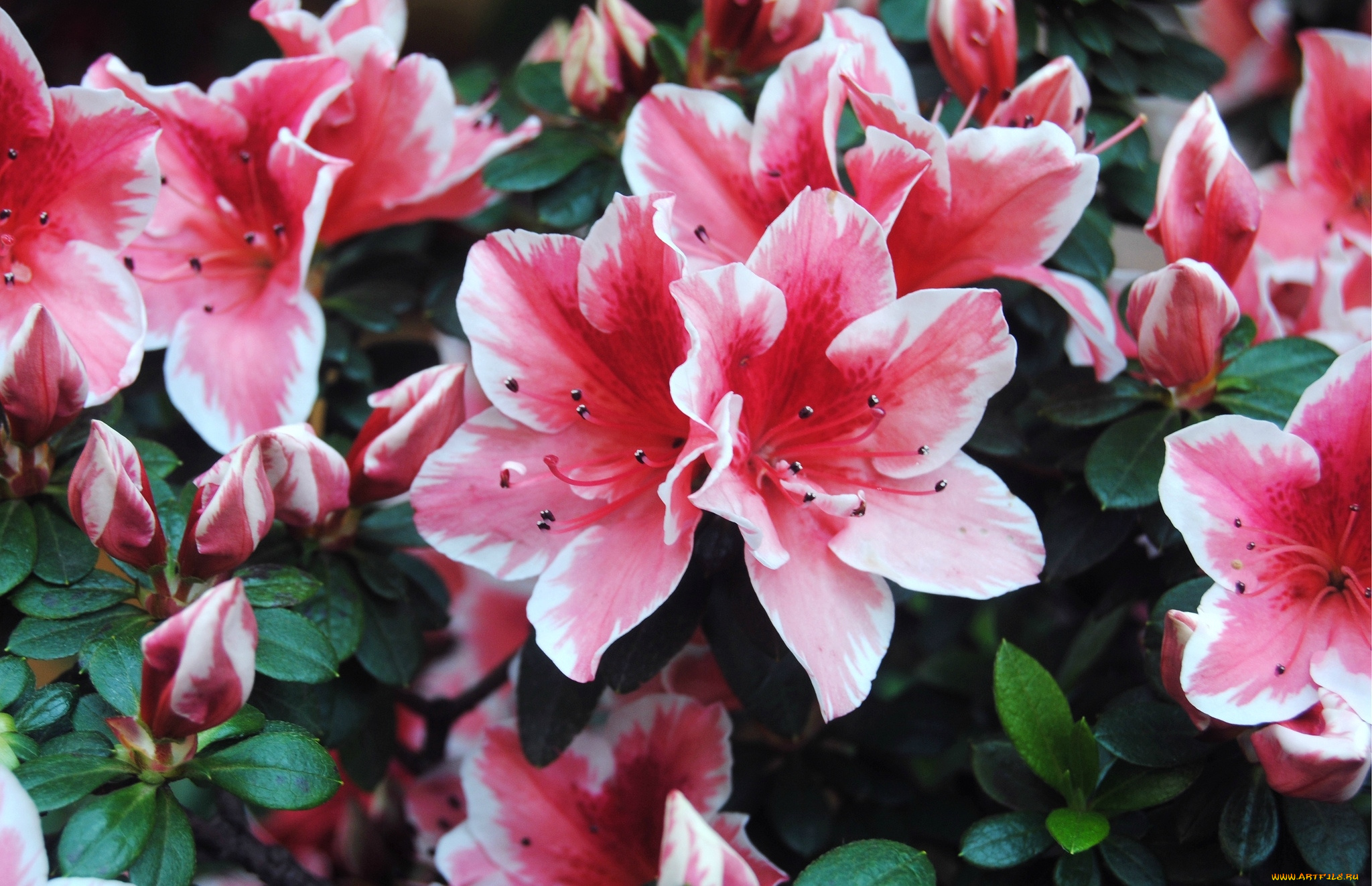 цветы, рододендроны, азалии, пестрый