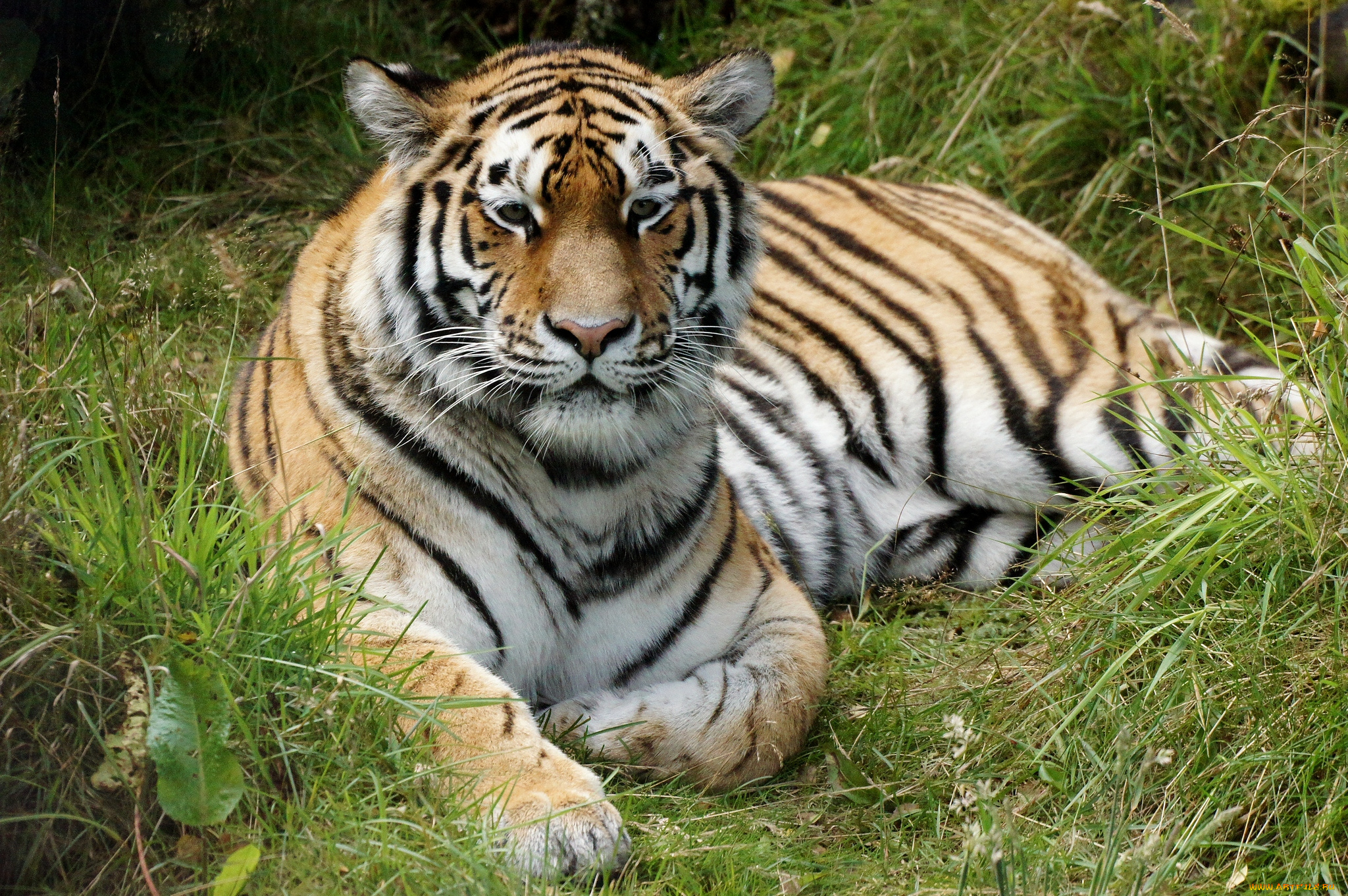 животные, тигры, хищник