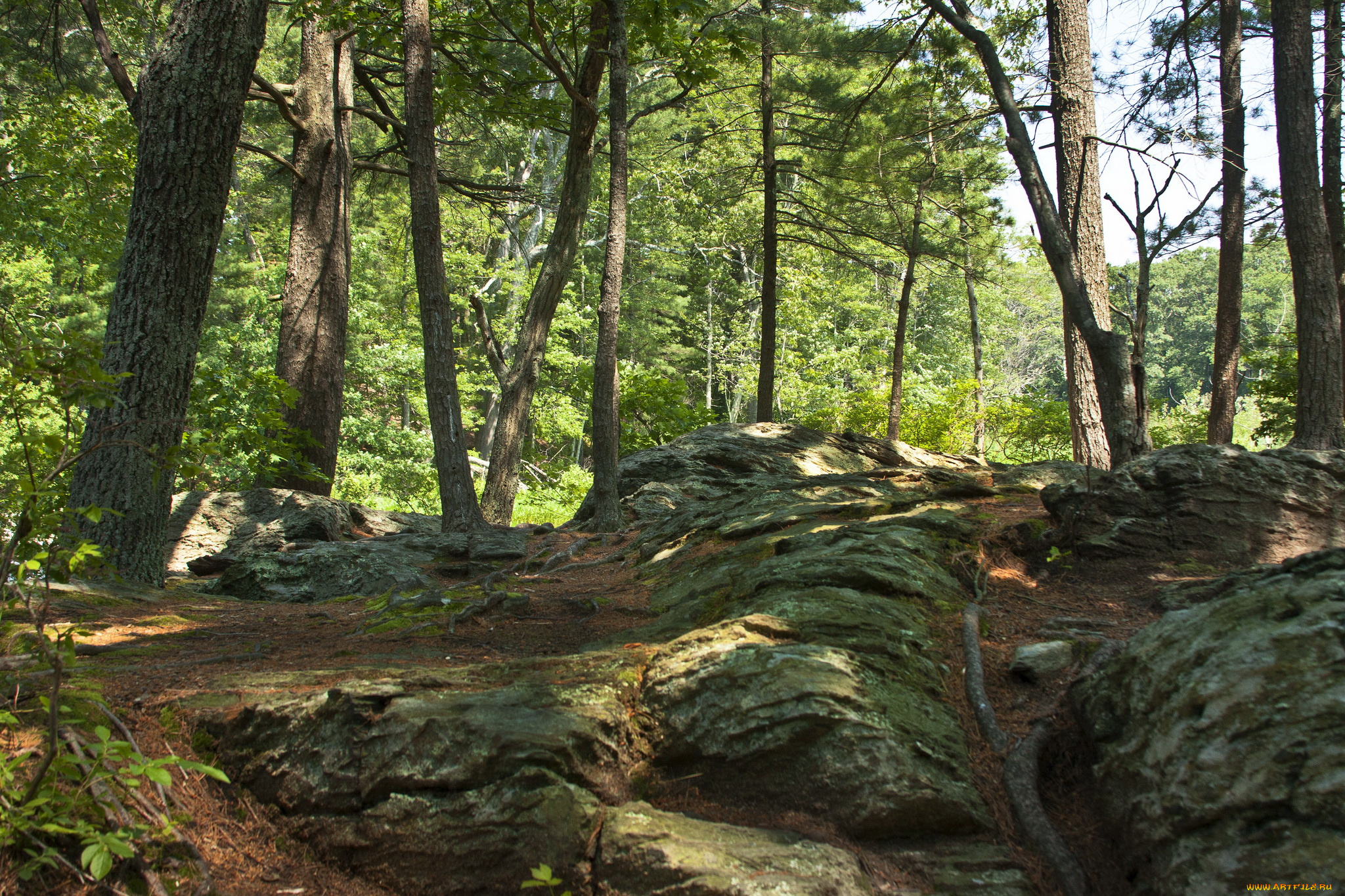 massachusetts, usa, природа, лес