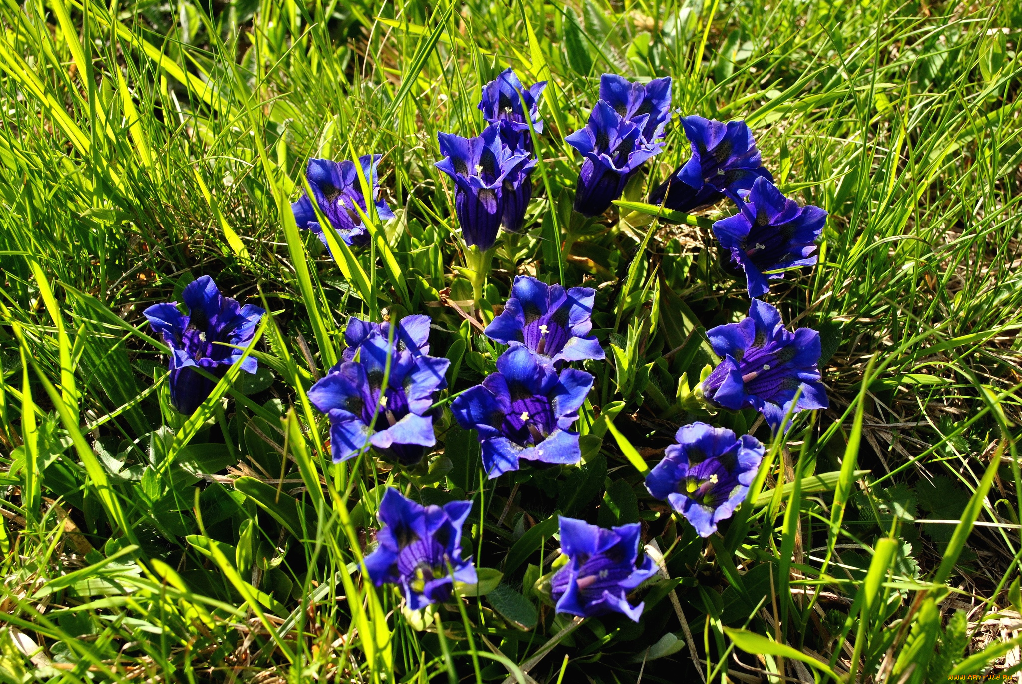 цветы, горечавки, синий