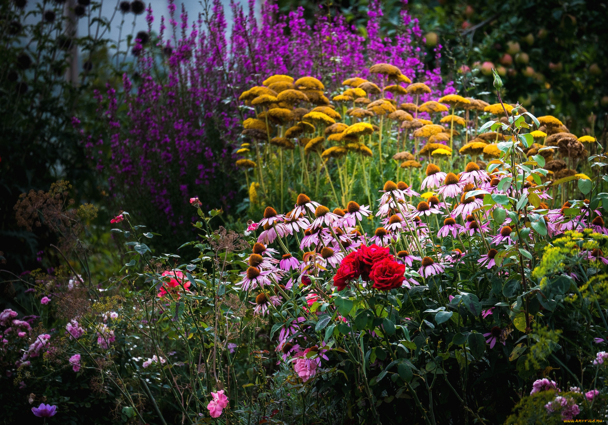 цветы, разные, вместе, розы, эхинацея, заросли