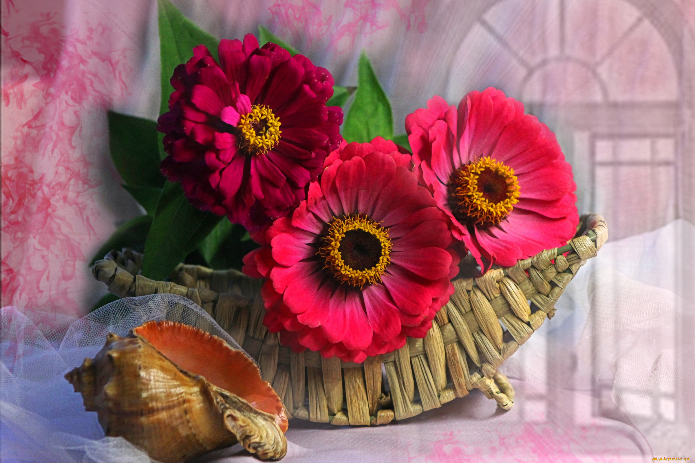 цветы, цинния, ракушка, корзина, красный
