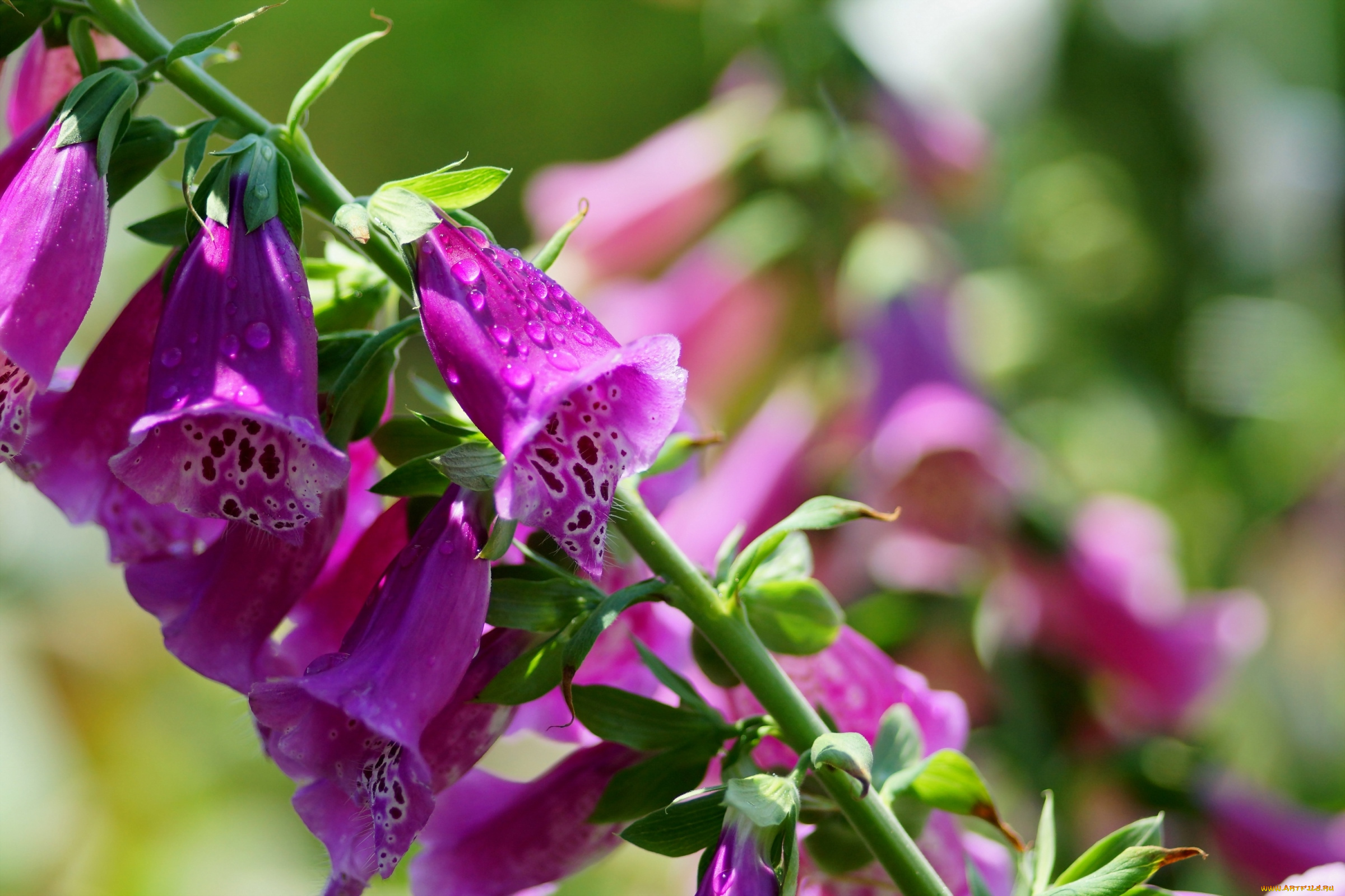 цветы, дигиталис, наперстянка, макро