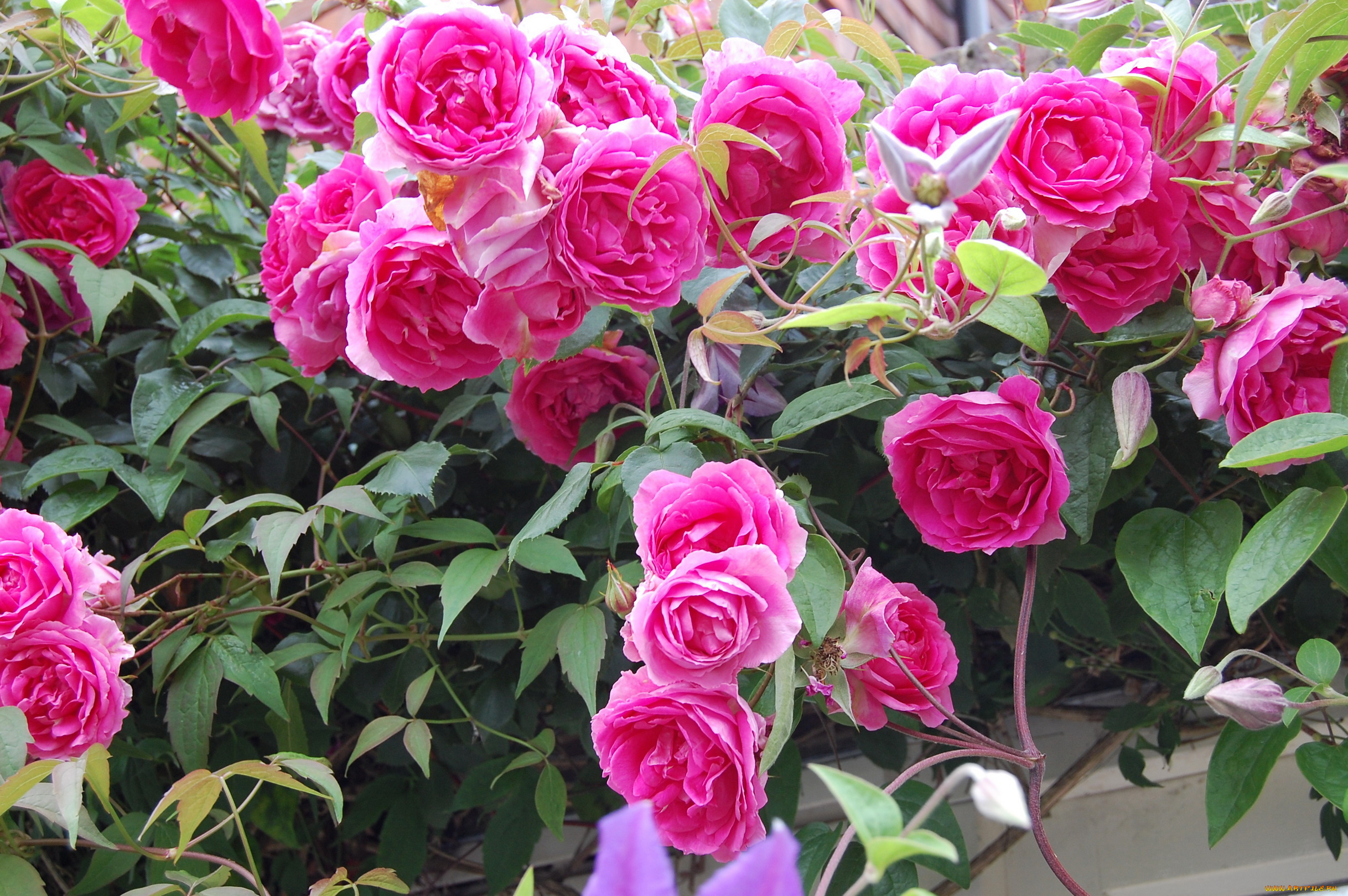 цветы, розы, кусты