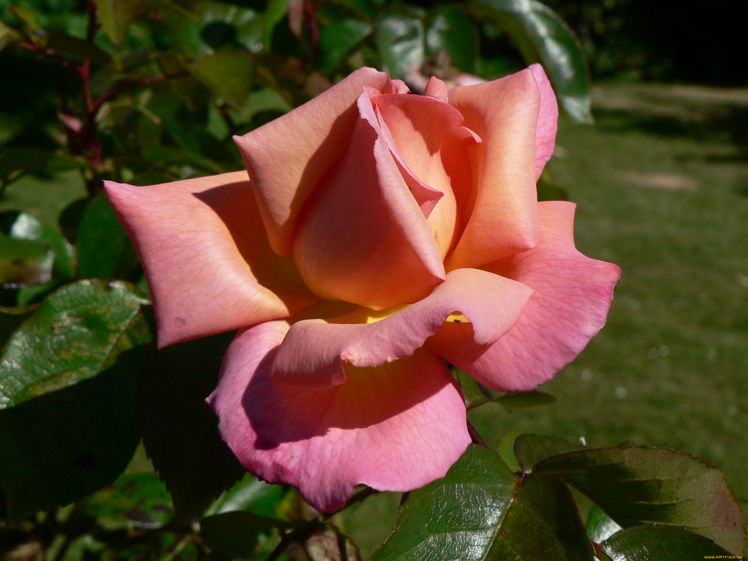 цветы, розы, лепестки