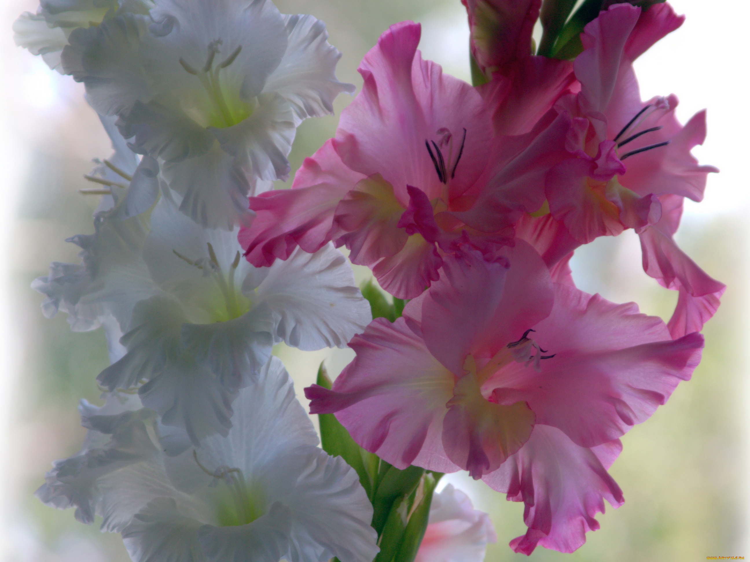 цветы, гладиолусы