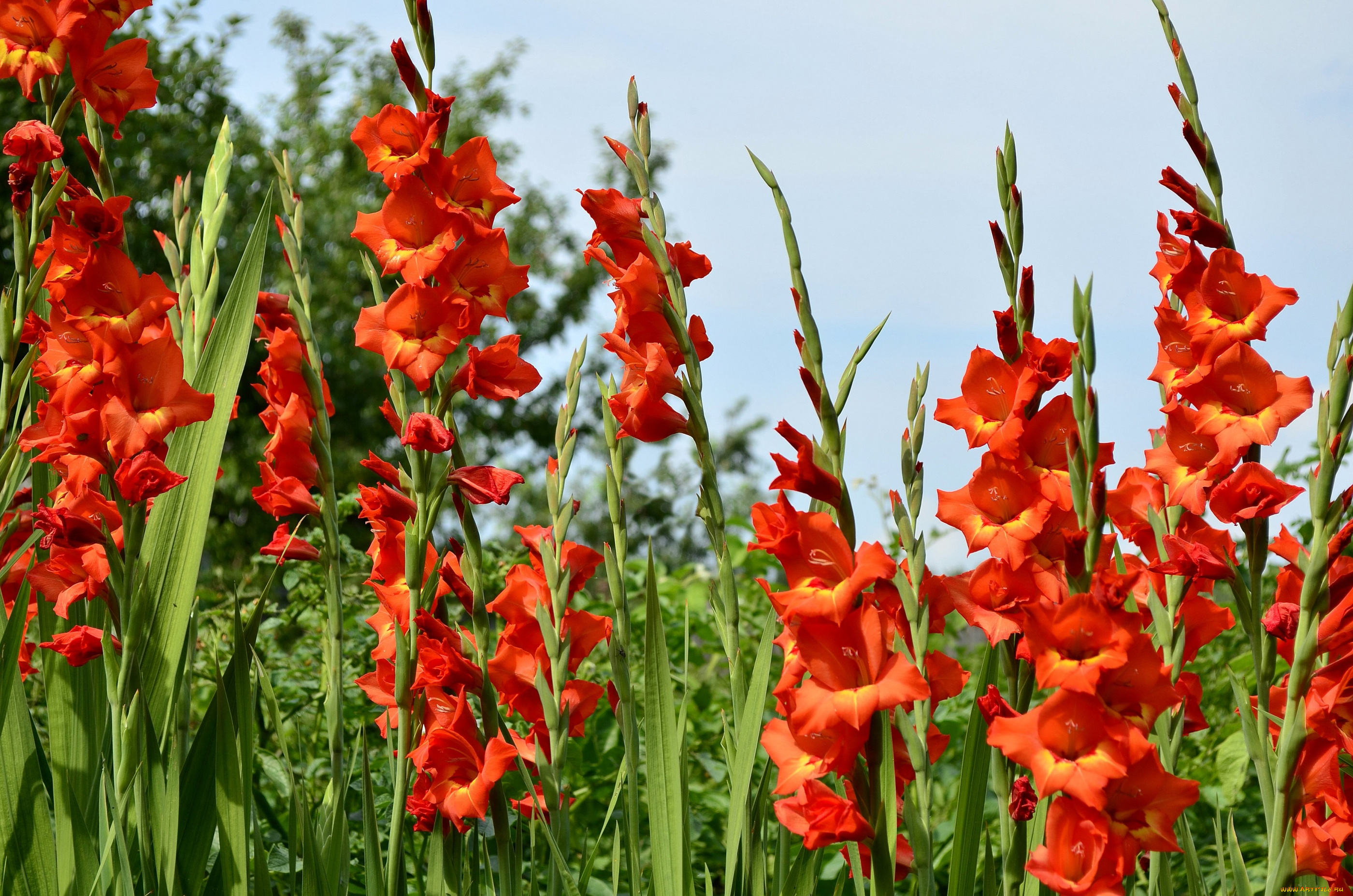 цветы, гладиолусы, высокий