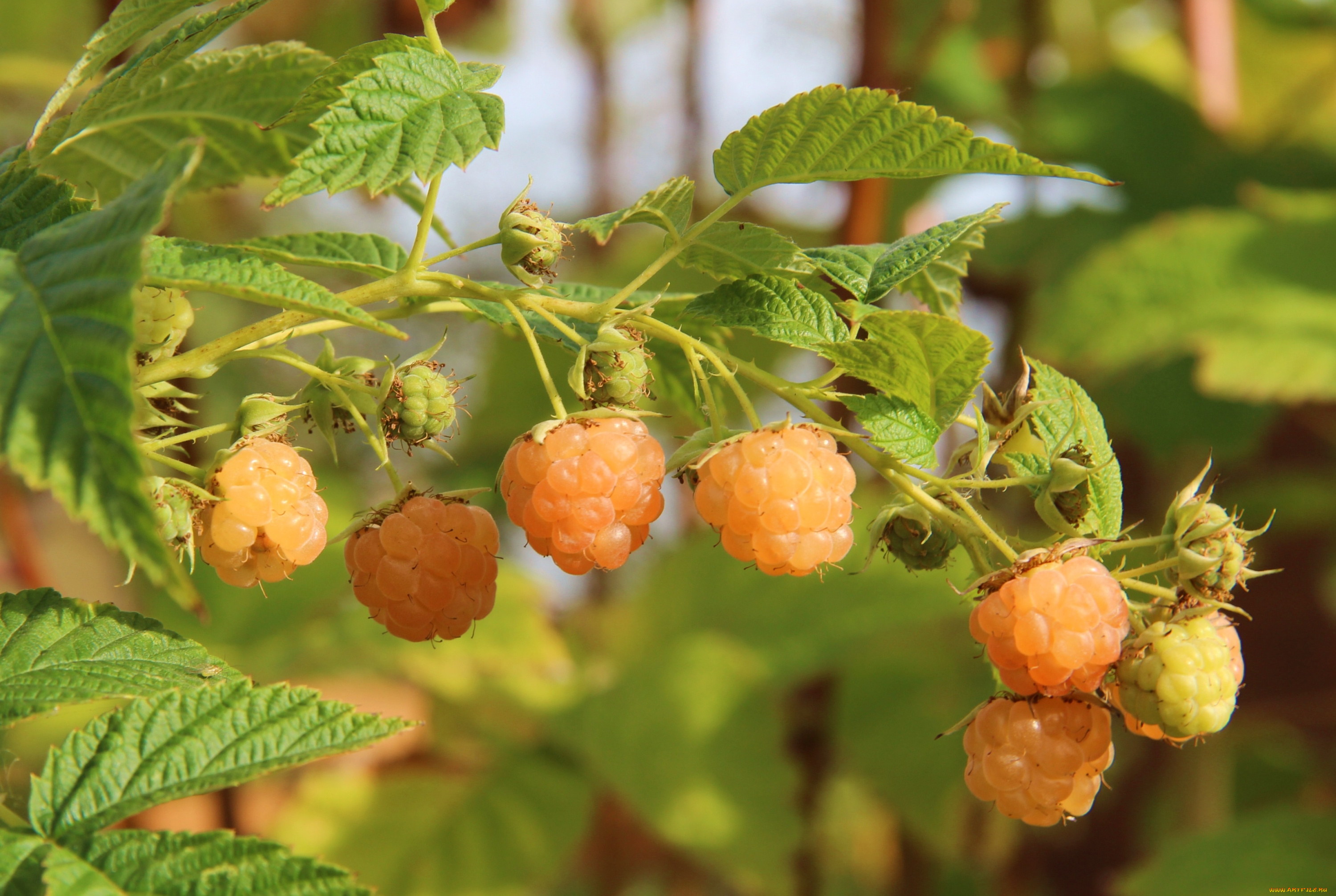 природа, Ягоды, малина