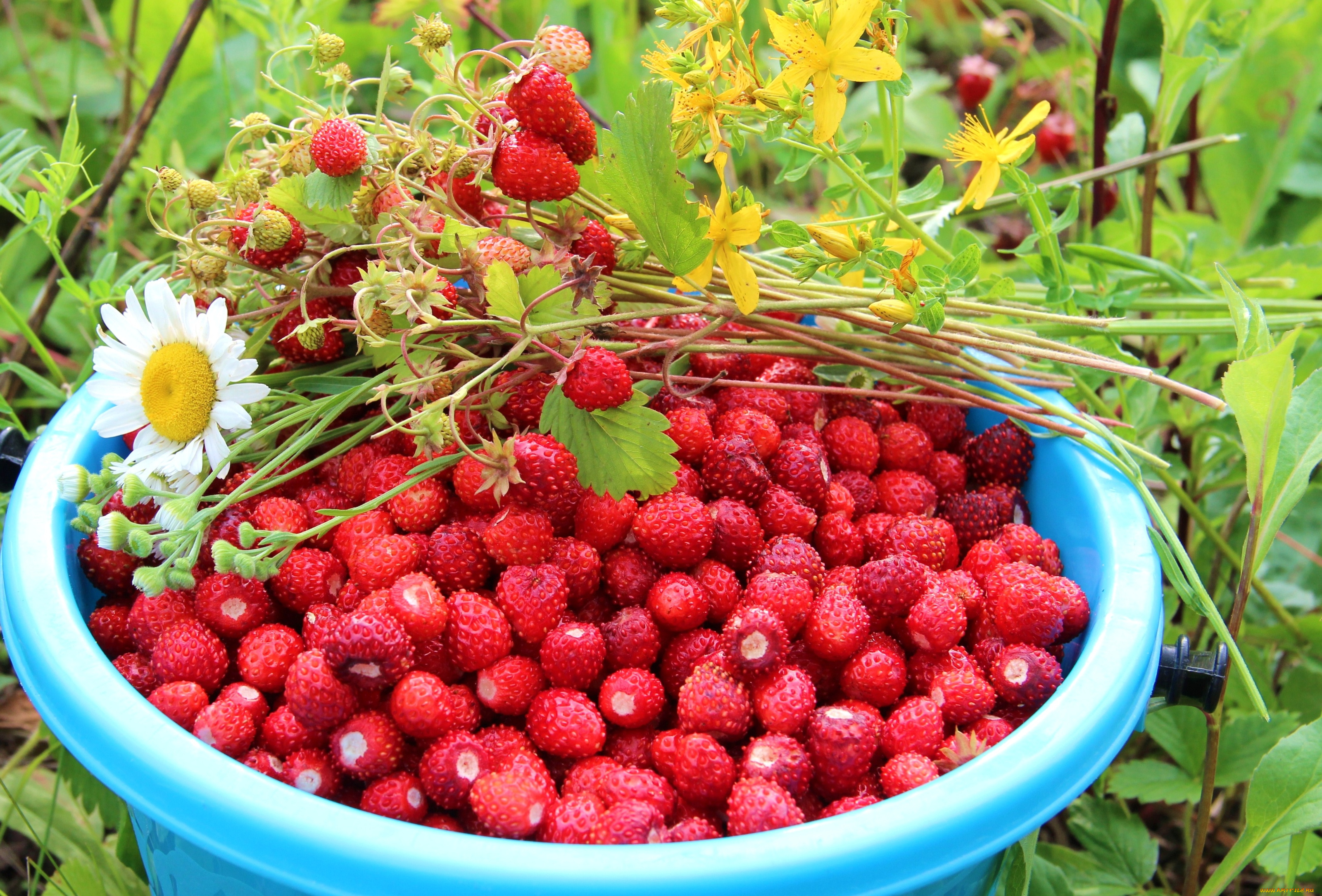 еда, клубника, земляника, ромашка