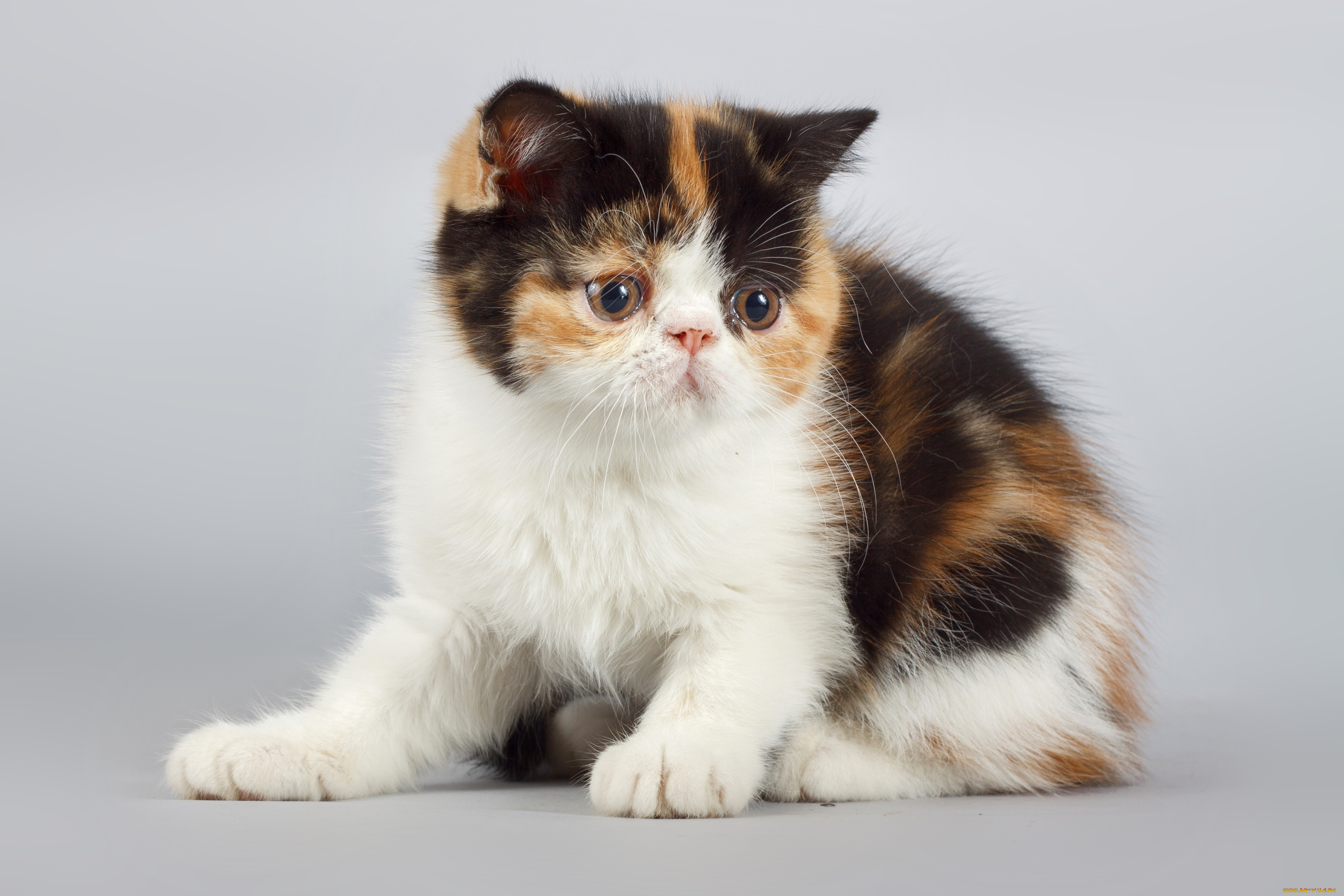 животные, коты, котенок