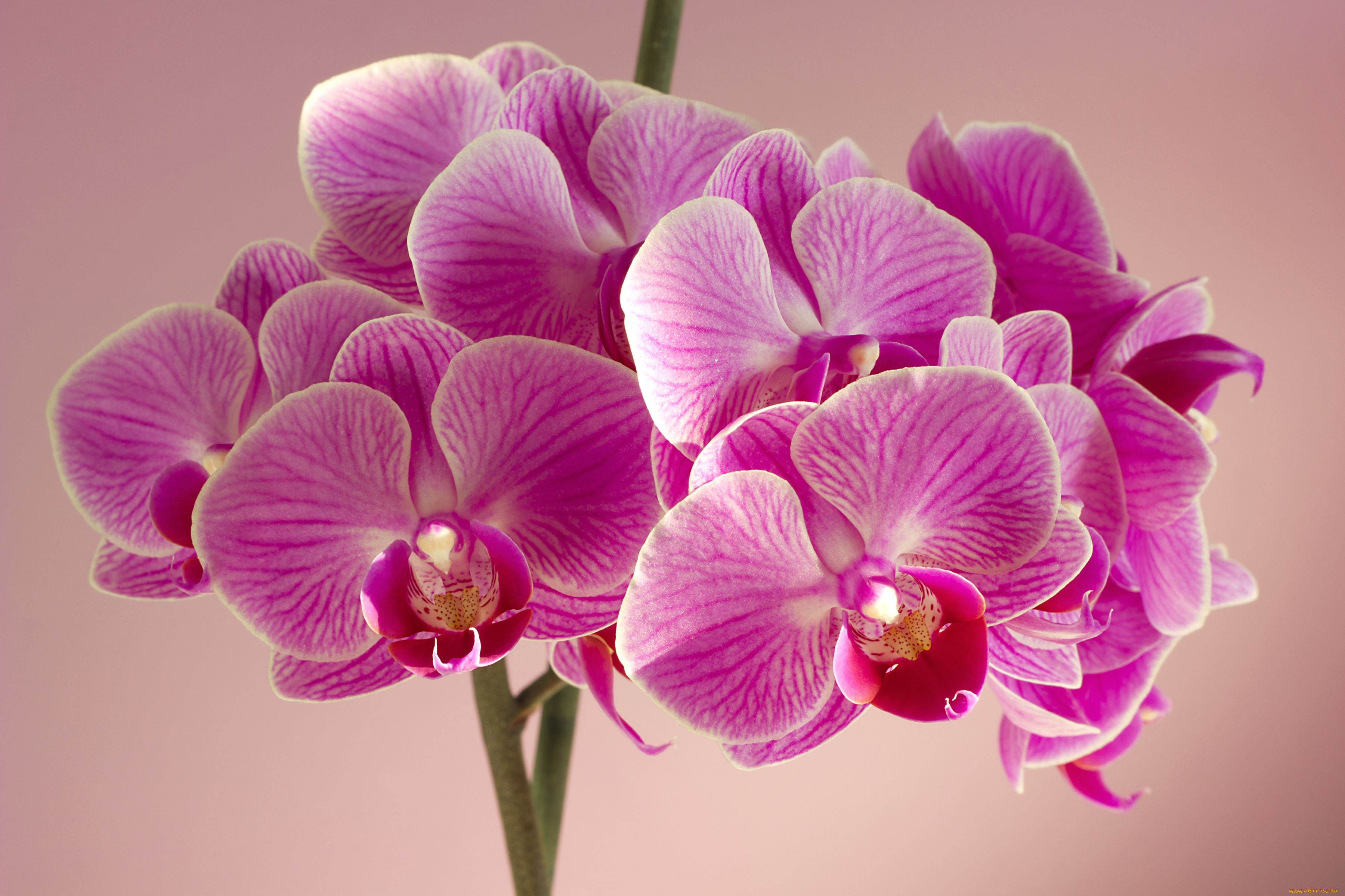 цветы, орхидеи, розовый