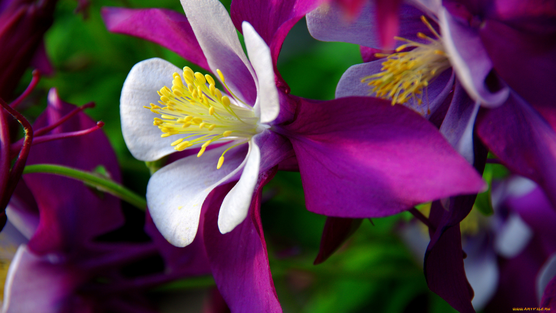 цветы, аквилегия, , водосбор, цветение