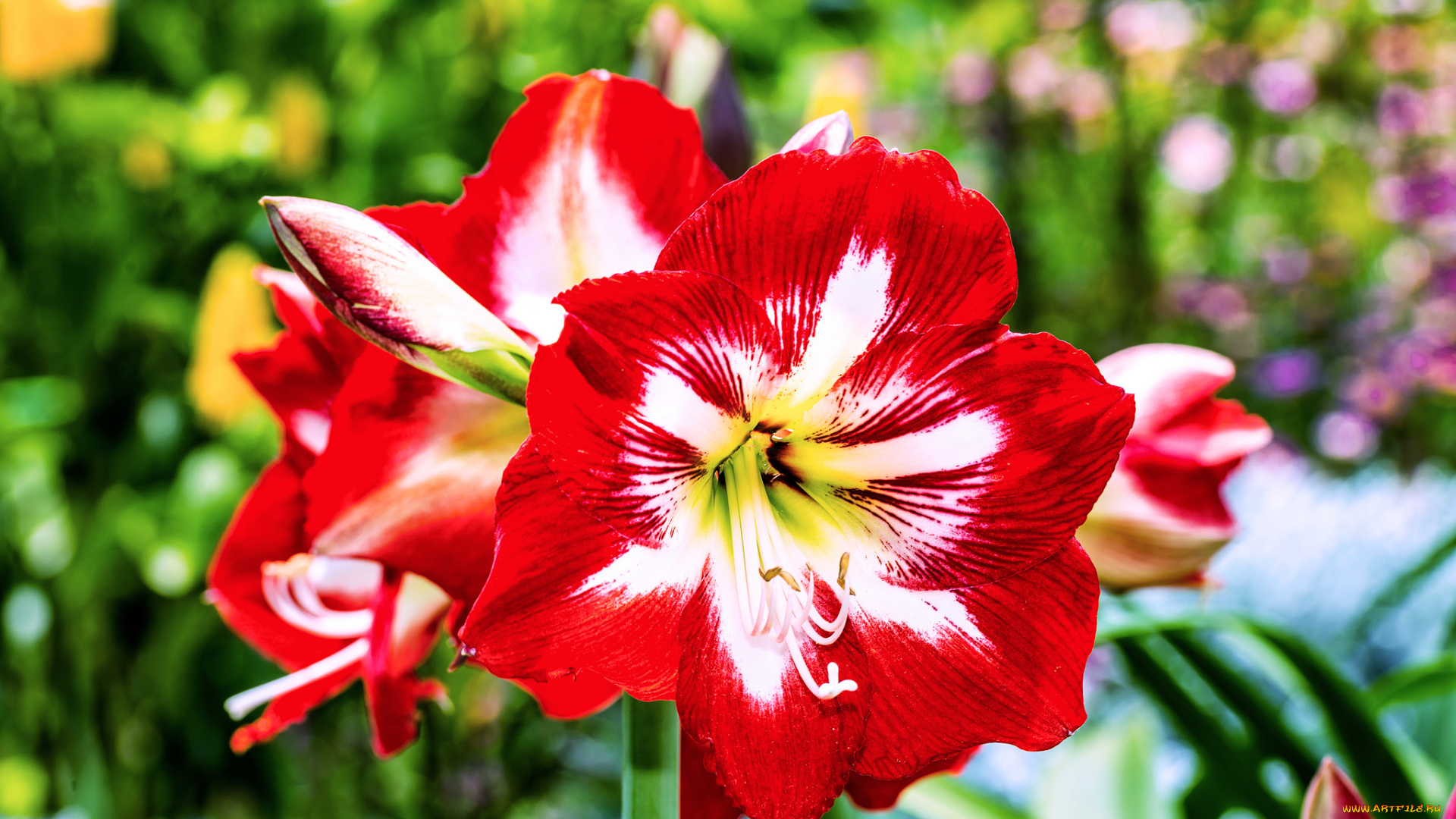 цветы, амариллисы, , гиппеаструмы, ярко, цветение, белые, красно