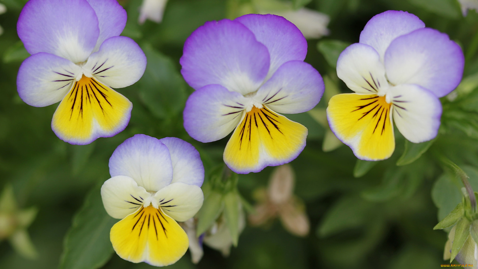 цветы, анютины, глазки, , садовые, фиалки, садовая, фиалка