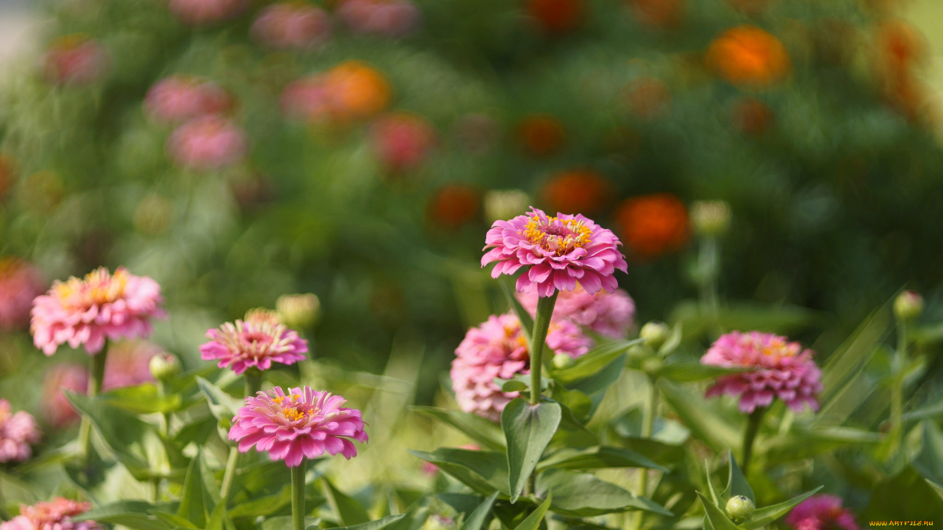 цветы, цинния, цветение