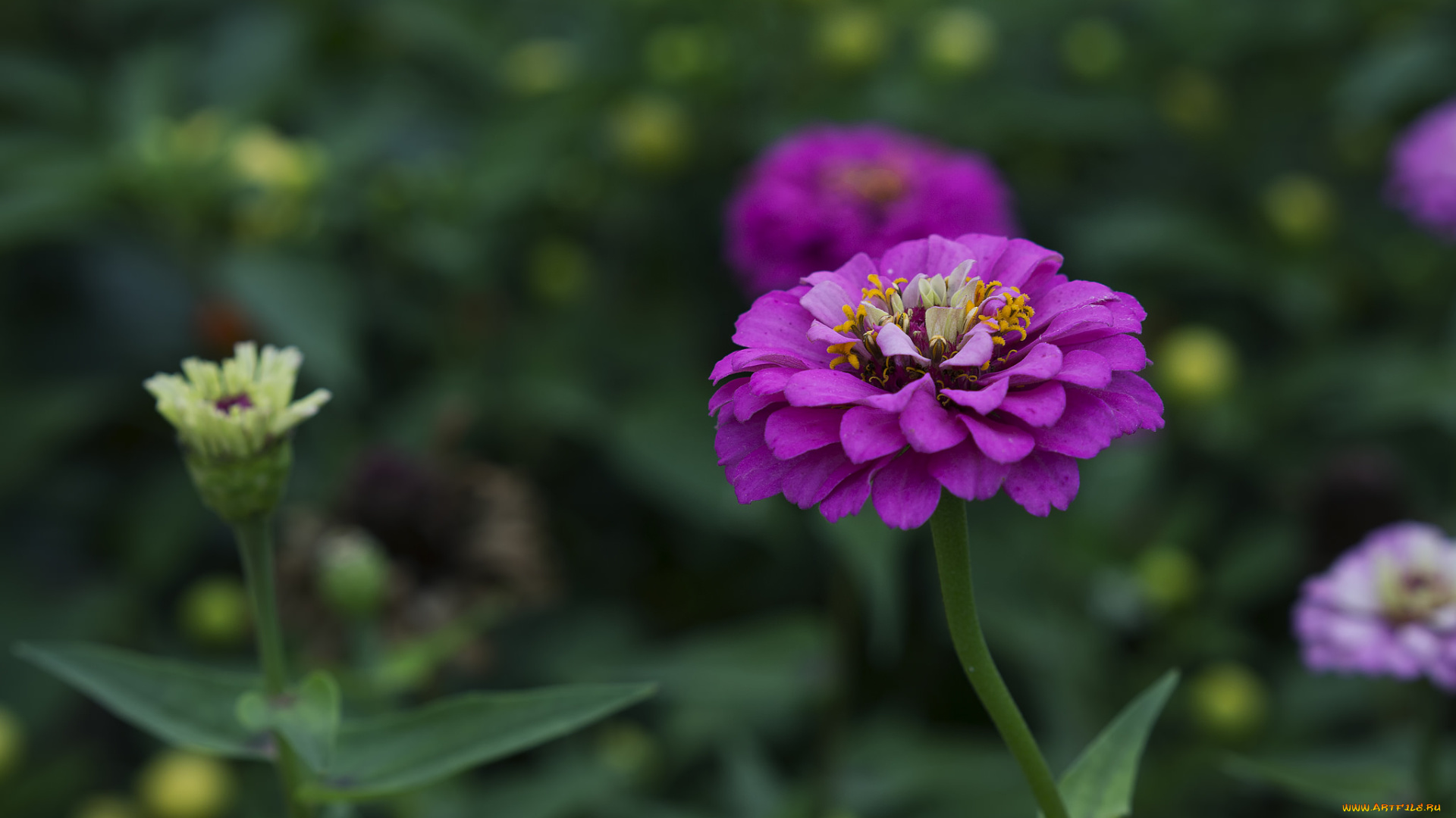 цветы, цинния, цветок, ярко, цветение