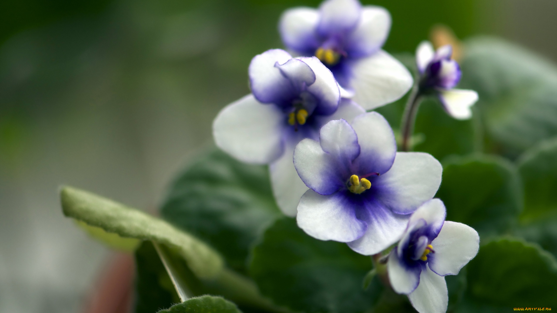 цветы, фиалки, весна, природа, фиалка