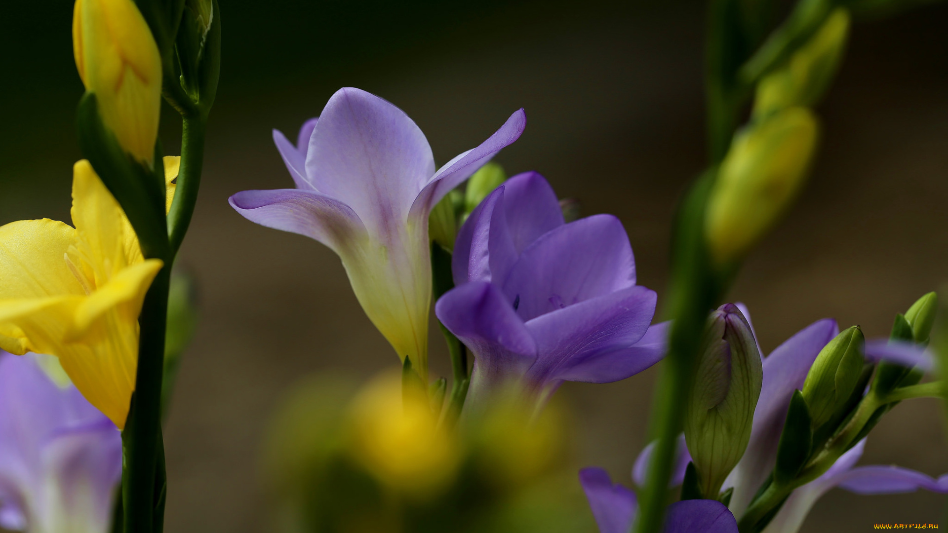 цветы, фрезия, цветение