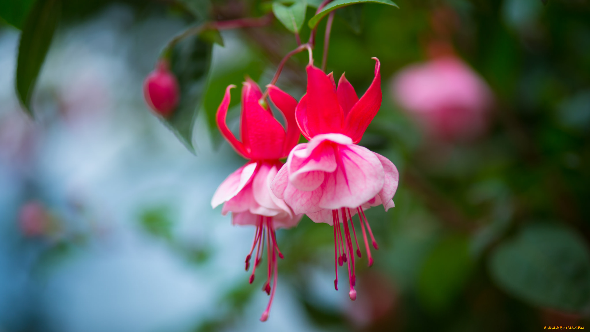 цветы, фуксия, цветок, ярко, листики, цветение