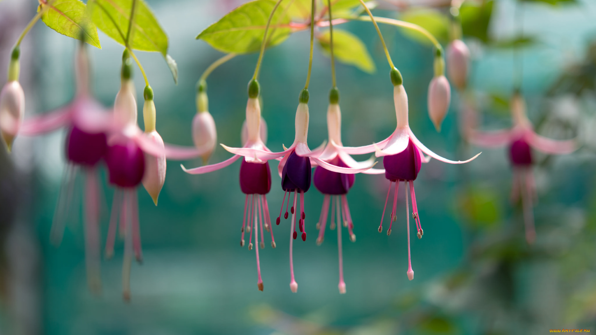 цветы, фуксия, ветка, листья, цветение