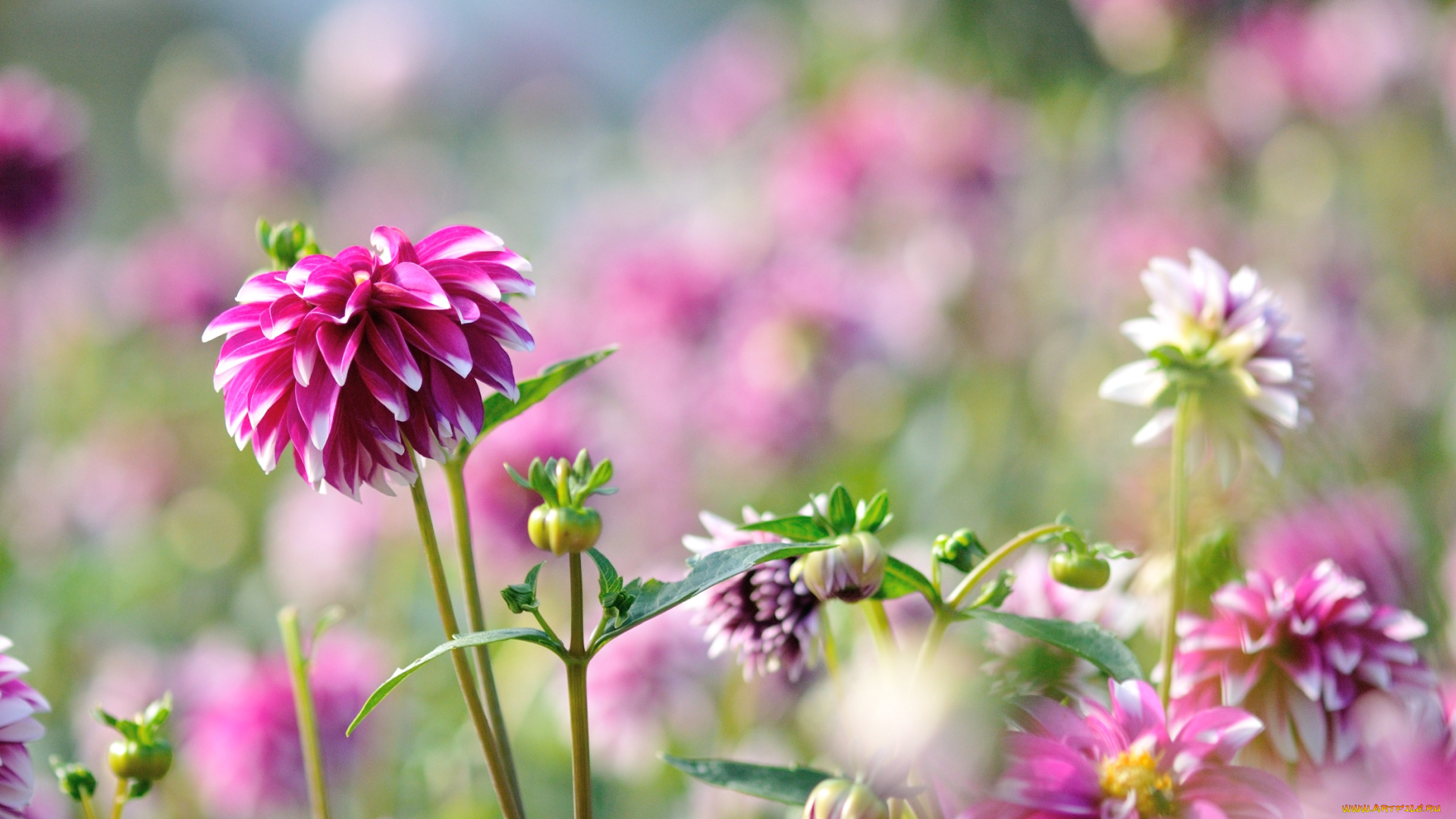 цветы, георгины, яркий, георгин, бутон, цветение