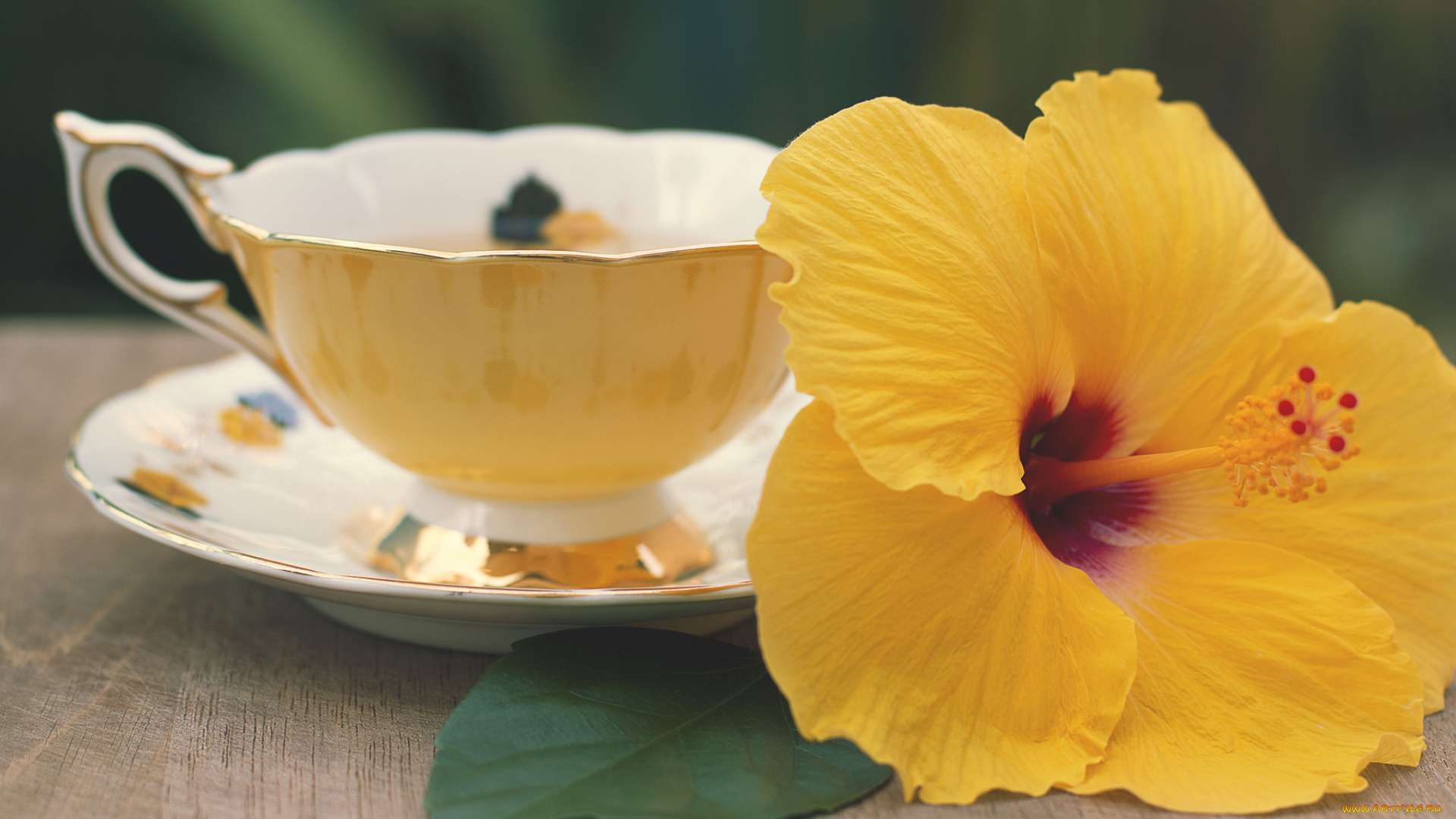 цветы, гибискусы, гибискус, чашка, листик