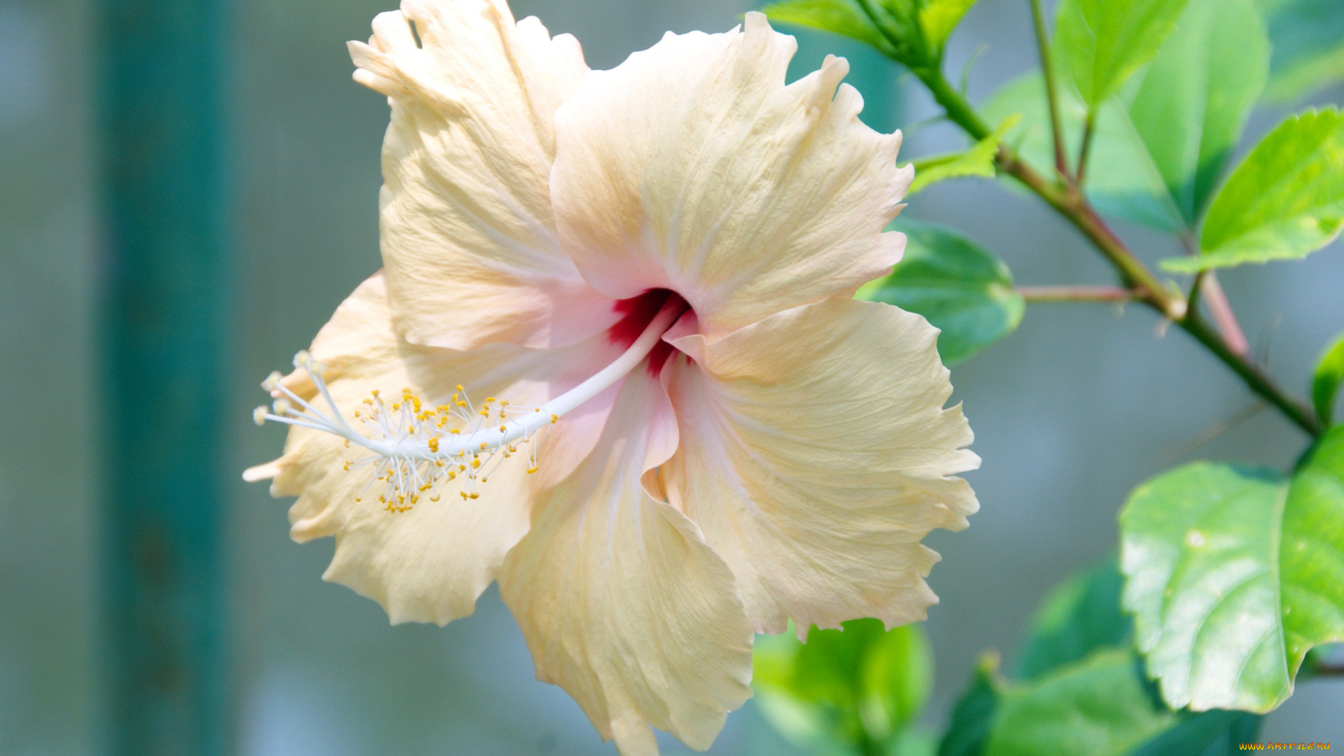 цветы, гибискусы, ветка, листья, гибискус