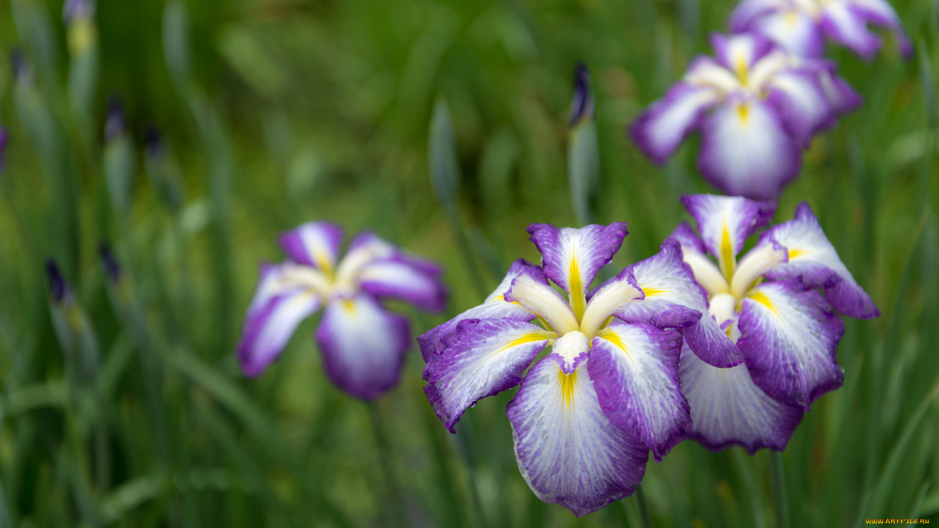 цветы, ирисы, цветение, бело-фиолетовый, ирис, листва