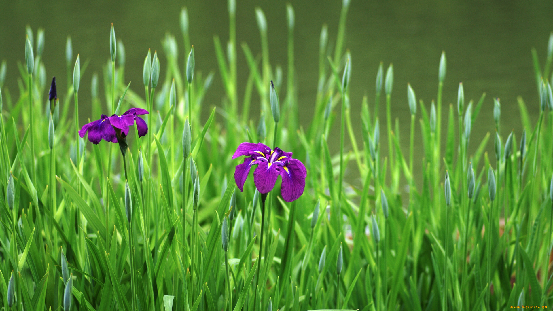 цветы, ирисы, ирис, цветение