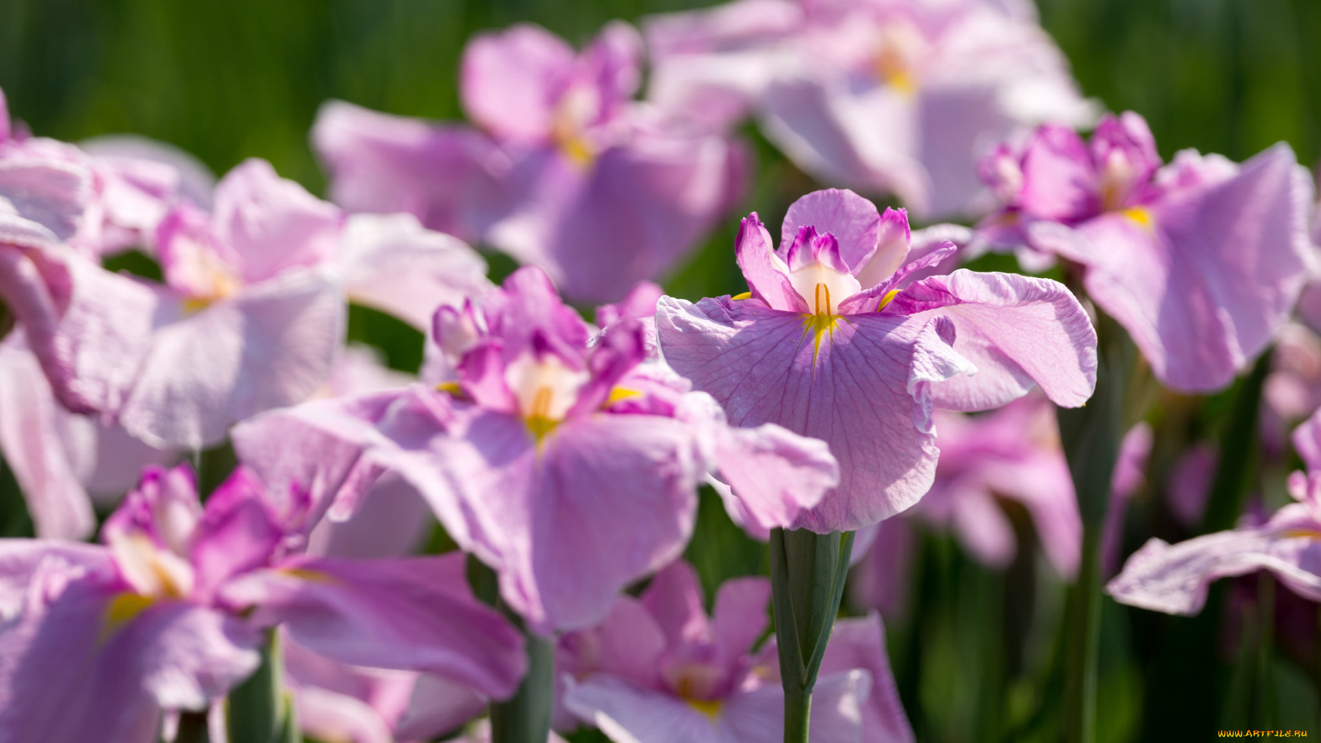 цветы, ирисы, стволы, нежно, цветение