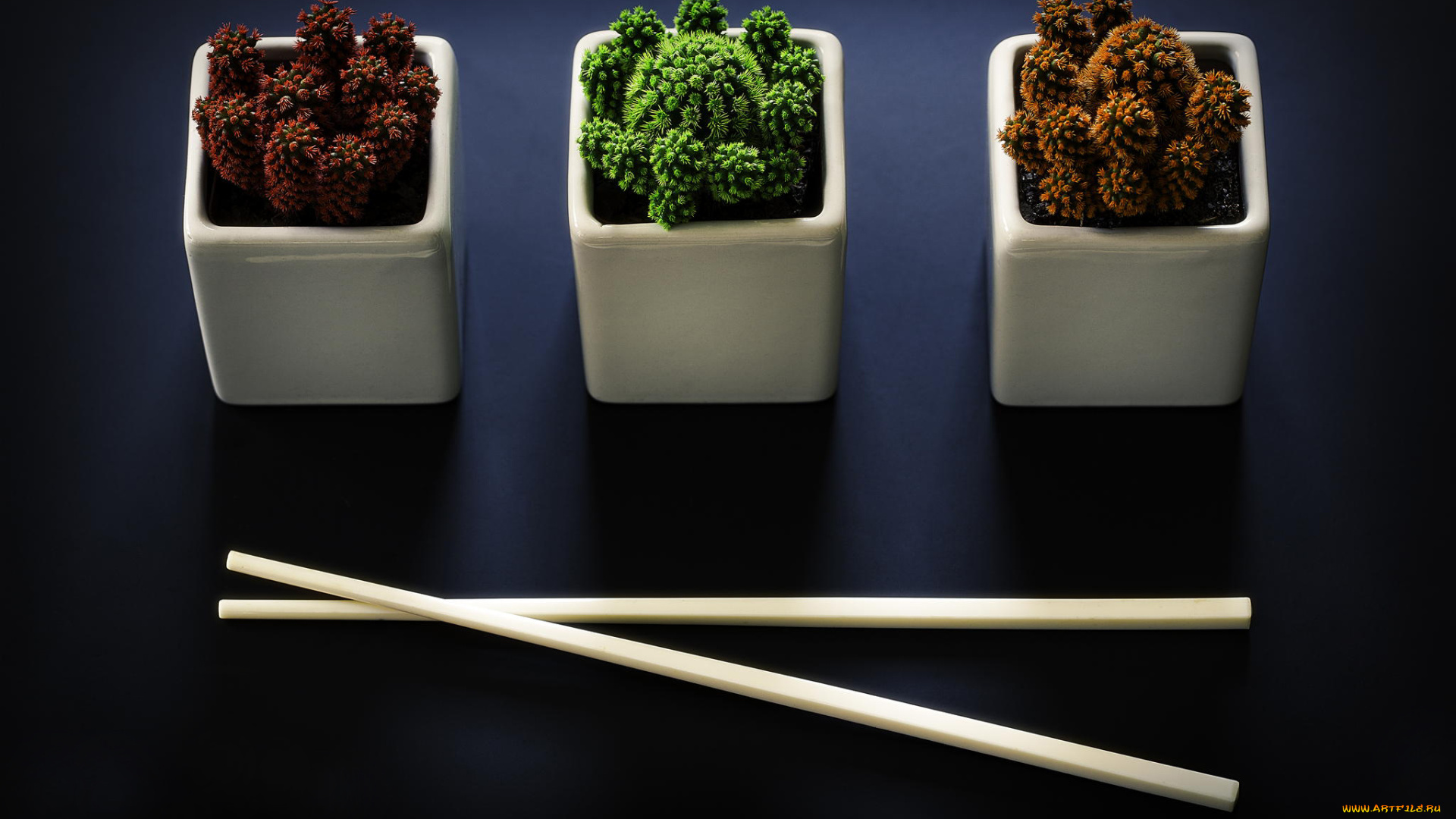 цветы, кактусы, палочки, цветные