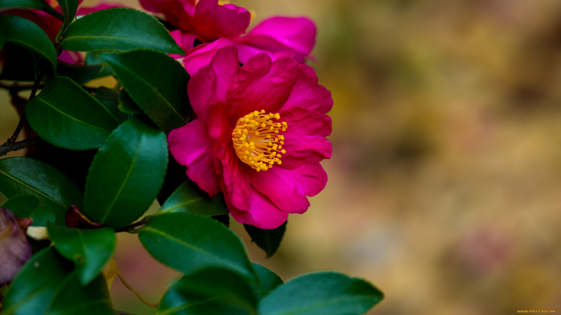 цветы, камелии, цветок, алый, камелия, листья, ветки, кустарник