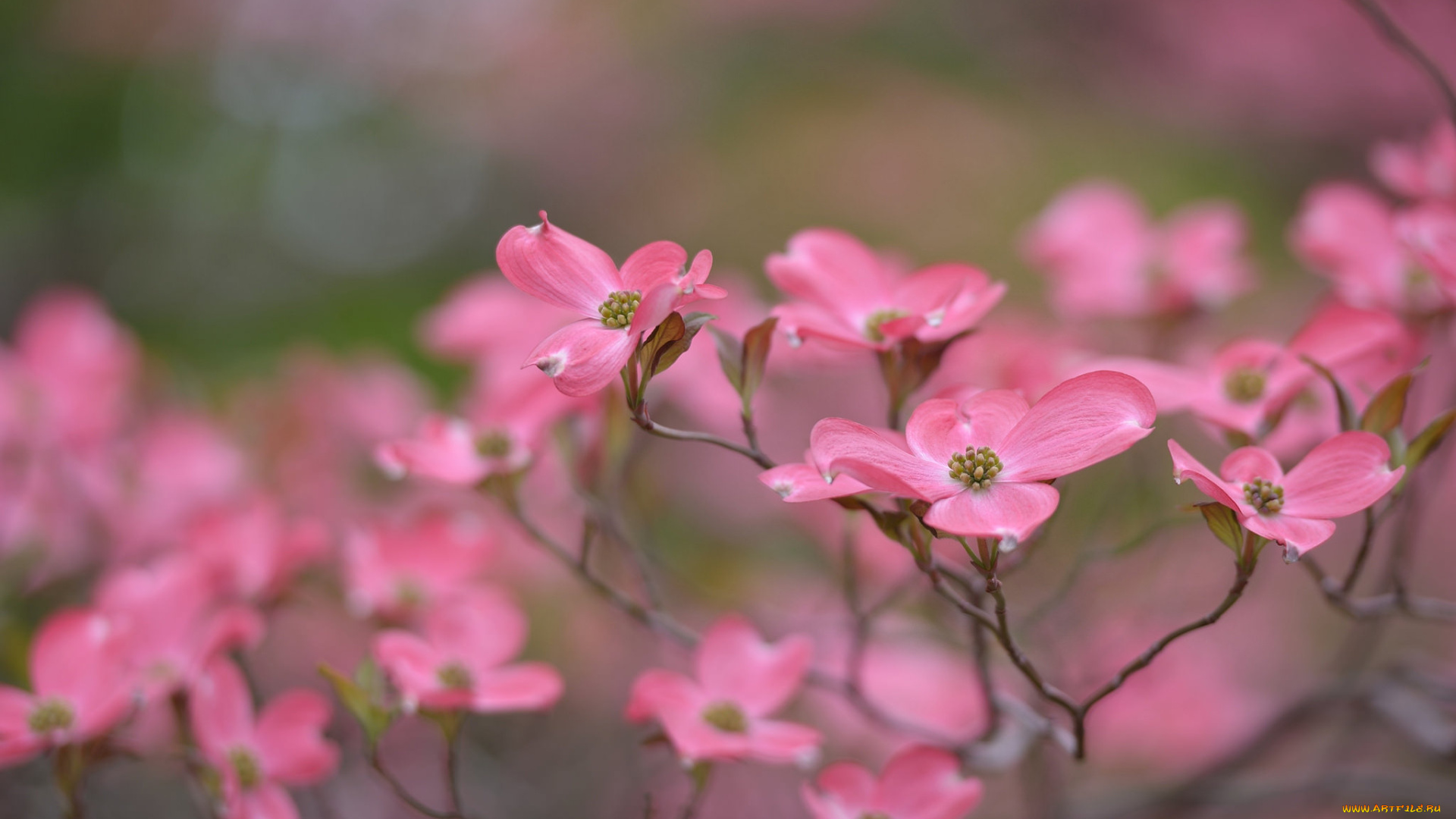 цветы, кизил, цветение