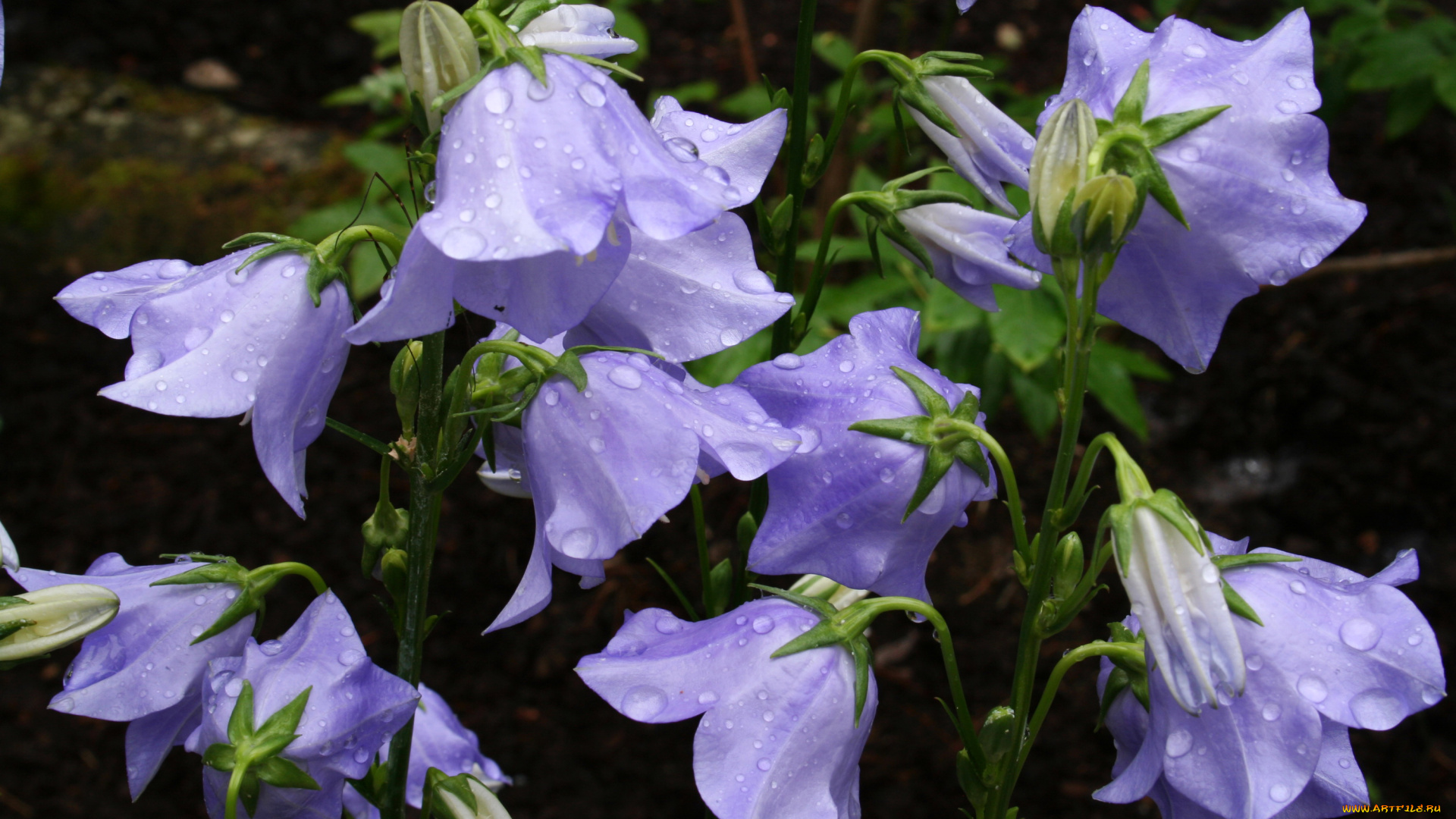 цветы, колокольчики, фиолетовые, много