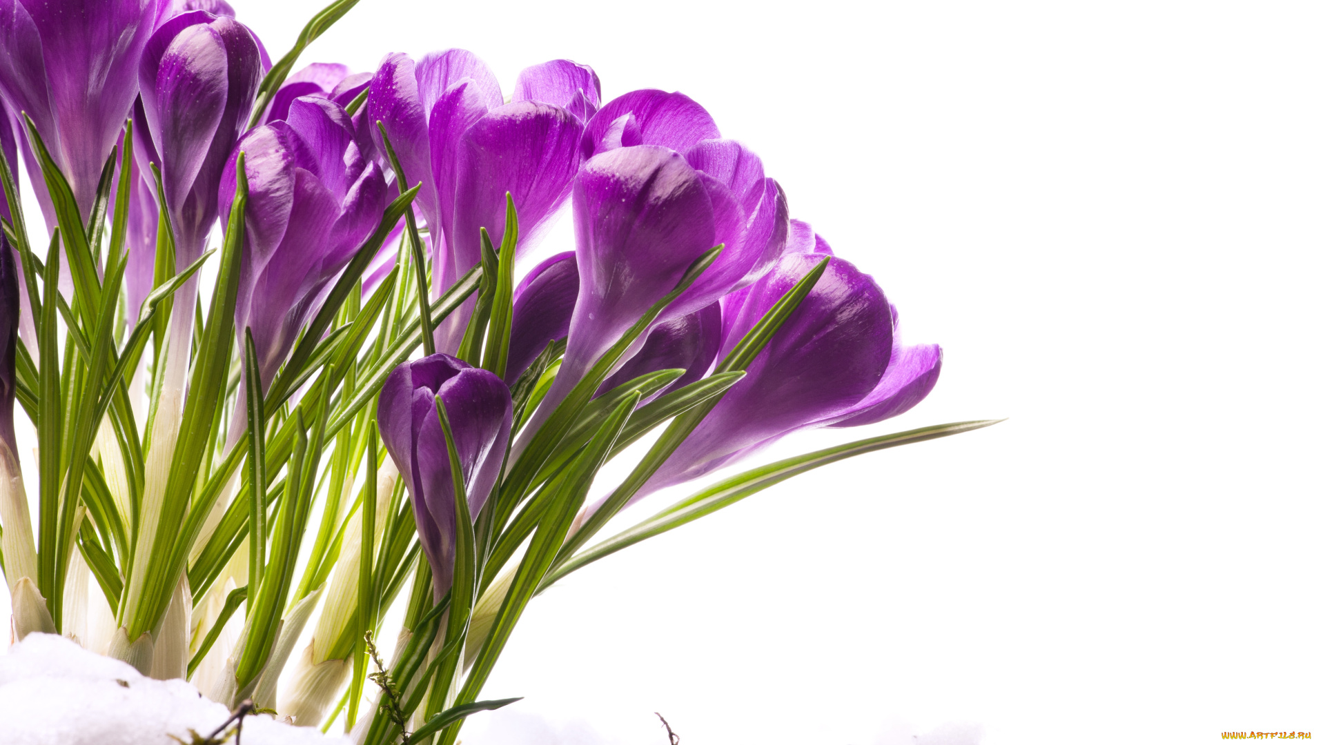 цветы, крокусы, тающий, снег, мох, весна