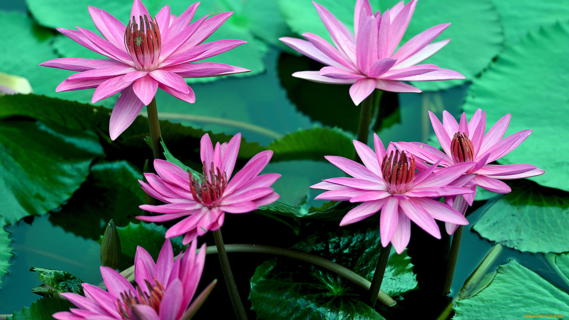 цветы, лилии, , лилейники, цветение, кувшинки, листья, вода